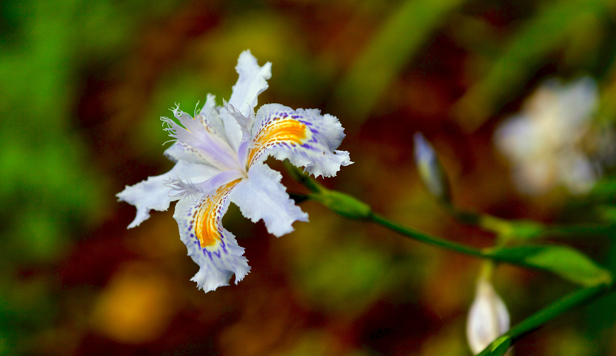 Sigma 60mm F2.8 DN Art sample photo. Nature caprice photography