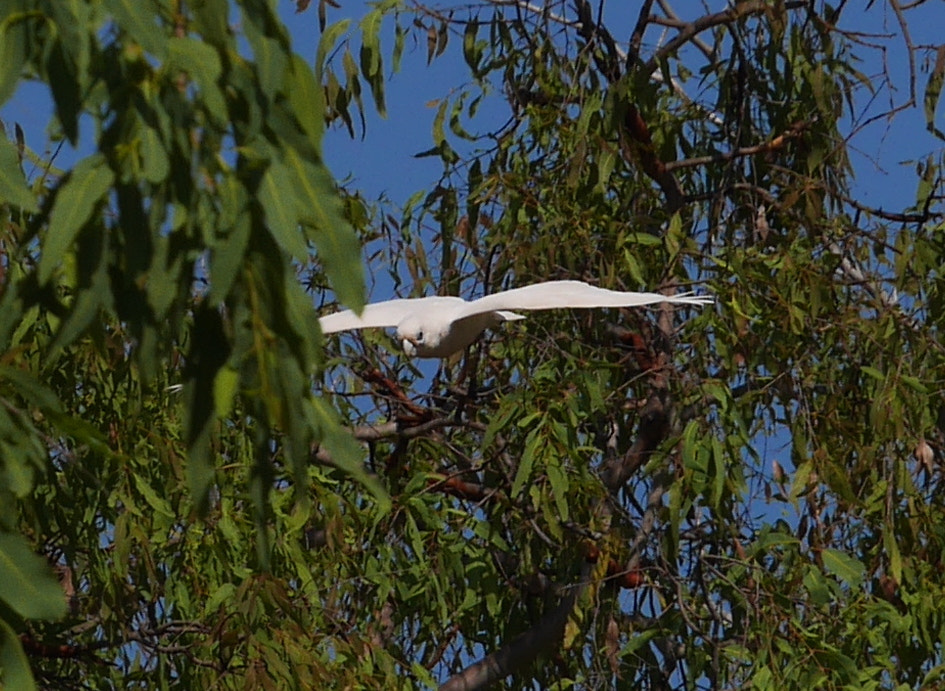 Panasonic Lumix DMC-GX7 sample photo. Galahflight photography