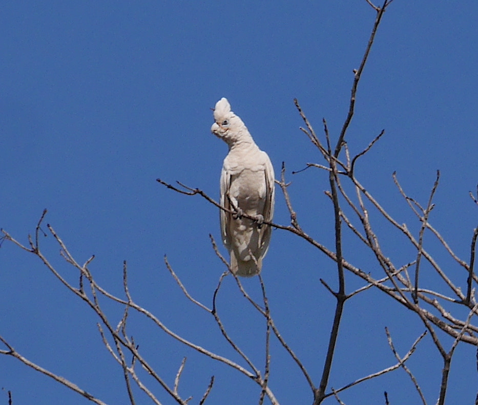 Panasonic Lumix DMC-GX7 sample photo. Galahcrest photography