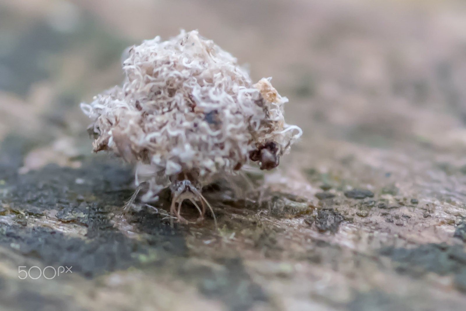 Tokina AT-X Pro 100mm F2.8 Macro sample photo. Debris-carrying lacewing larvae photography