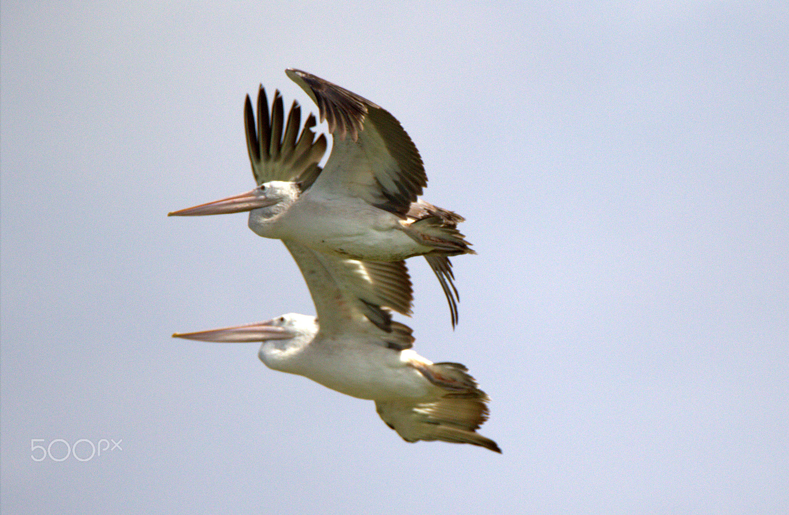 Tamron SP 150-600mm F5-6.3 Di VC USD sample photo. Cr photography