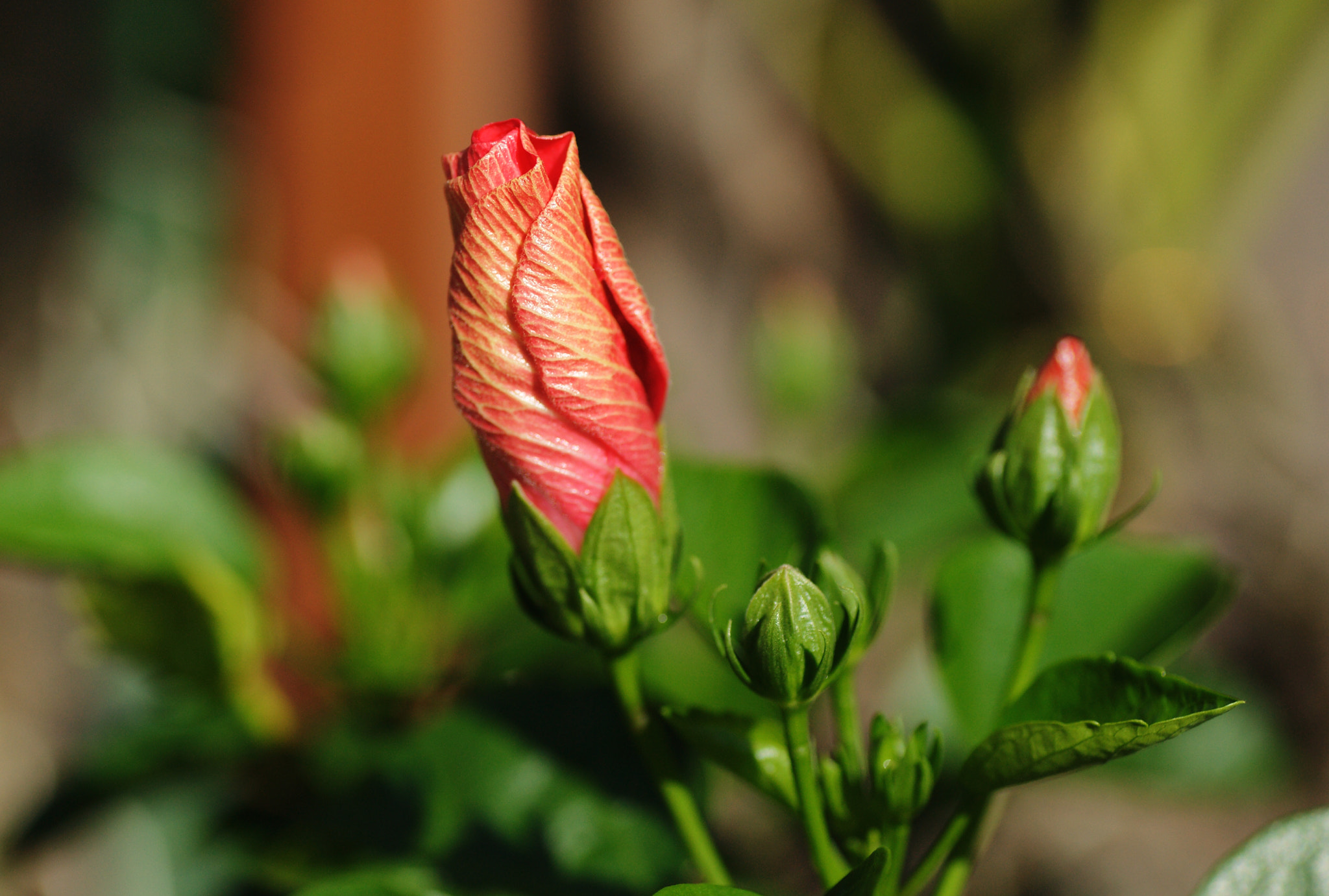 Sony Alpha DSLR-A850 + Tamron SP AF 90mm F2.8 Di Macro sample photo. Blooming 8 photography