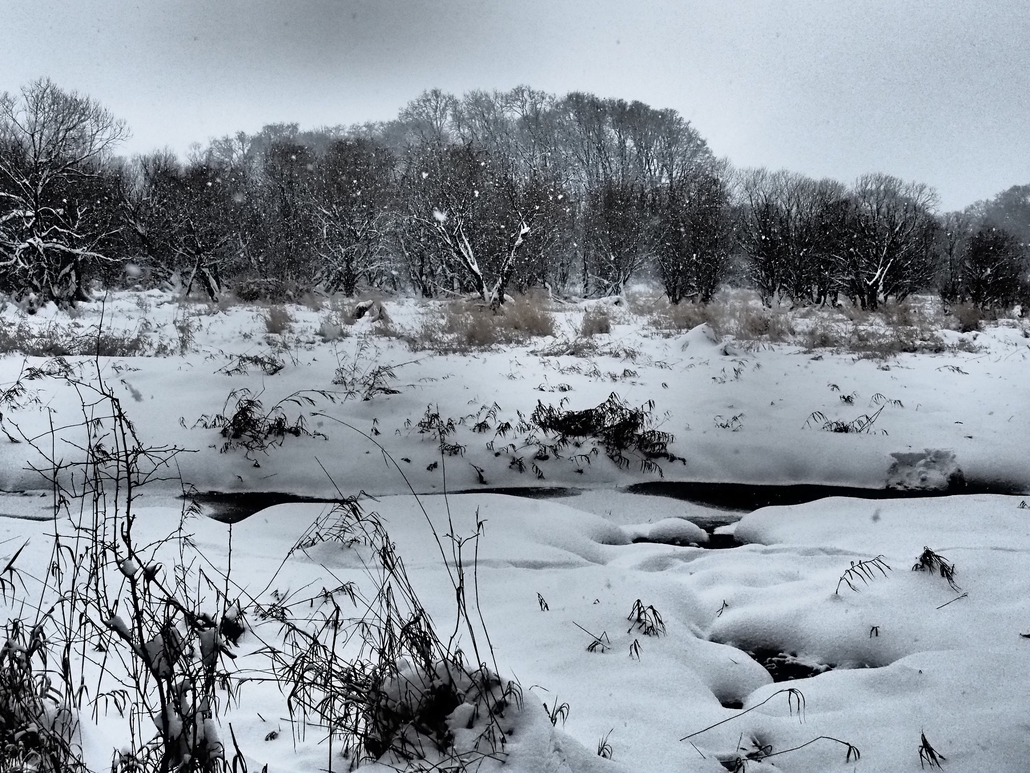 Olympus PEN E-PL5 sample photo. Pacific northwest winter in snow photography