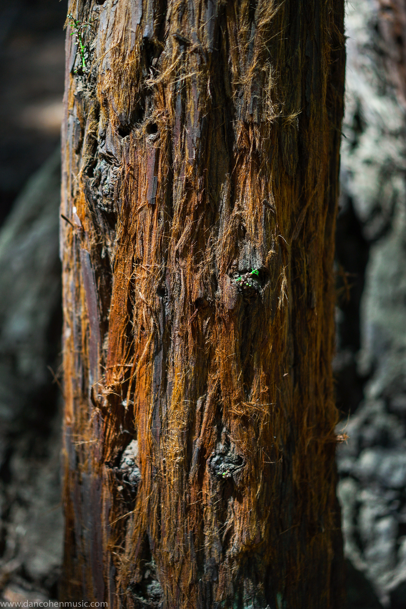 Sony a7S II + Sony Sonnar T* FE 55mm F1.8 ZA sample photo. Muir woods photography