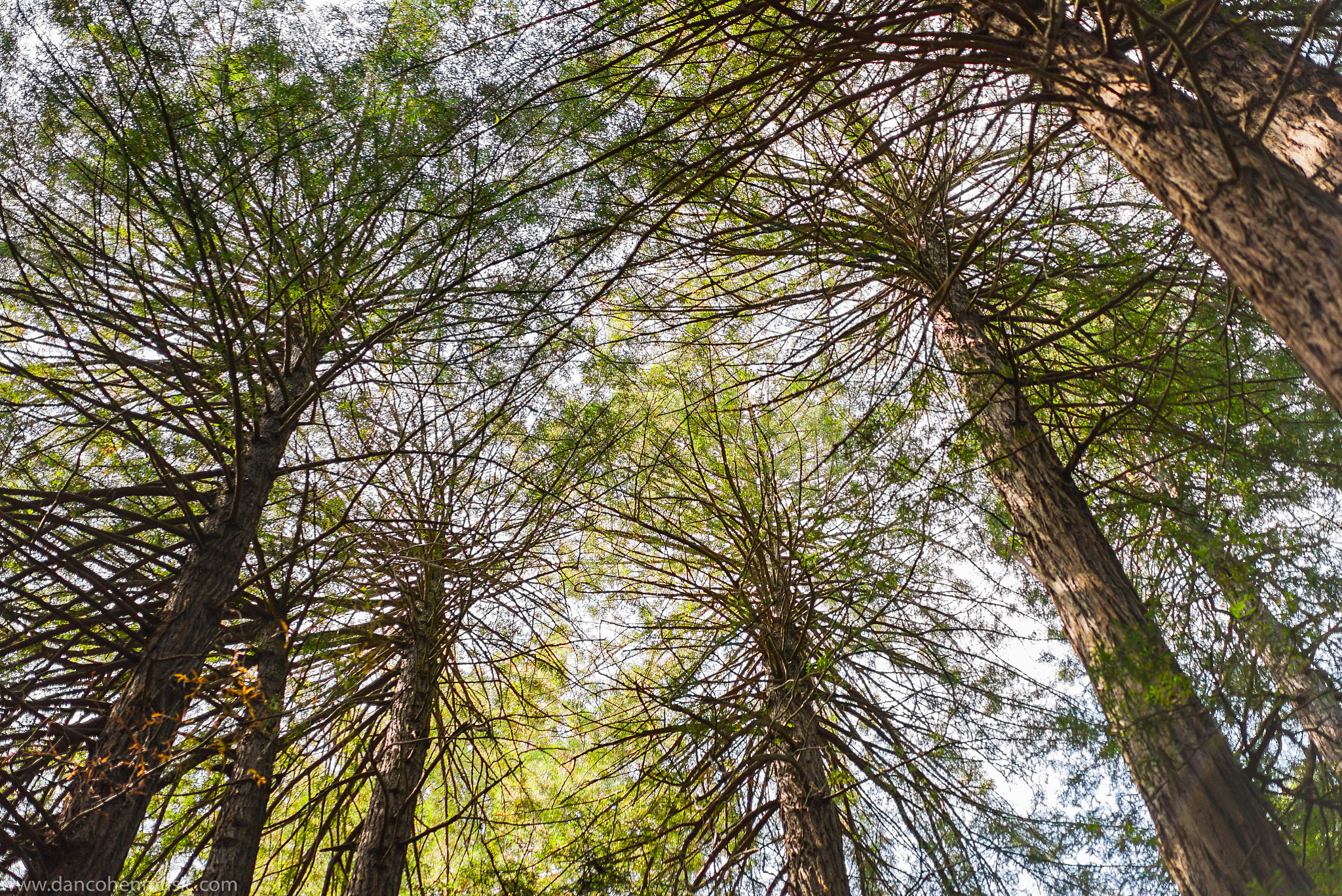 Sony a7S II + Sony Sonnar T* FE 55mm F1.8 ZA sample photo. Muir woods photography