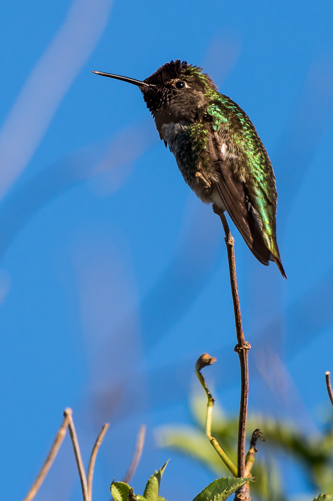 Nikon D4 sample photo. Green hummingbird resting photography