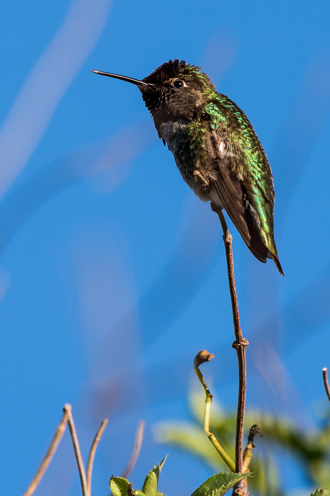 Nikon AF-S Nikkor 200-500mm F5.6E ED VR sample photo. Green hummingbird resting photography
