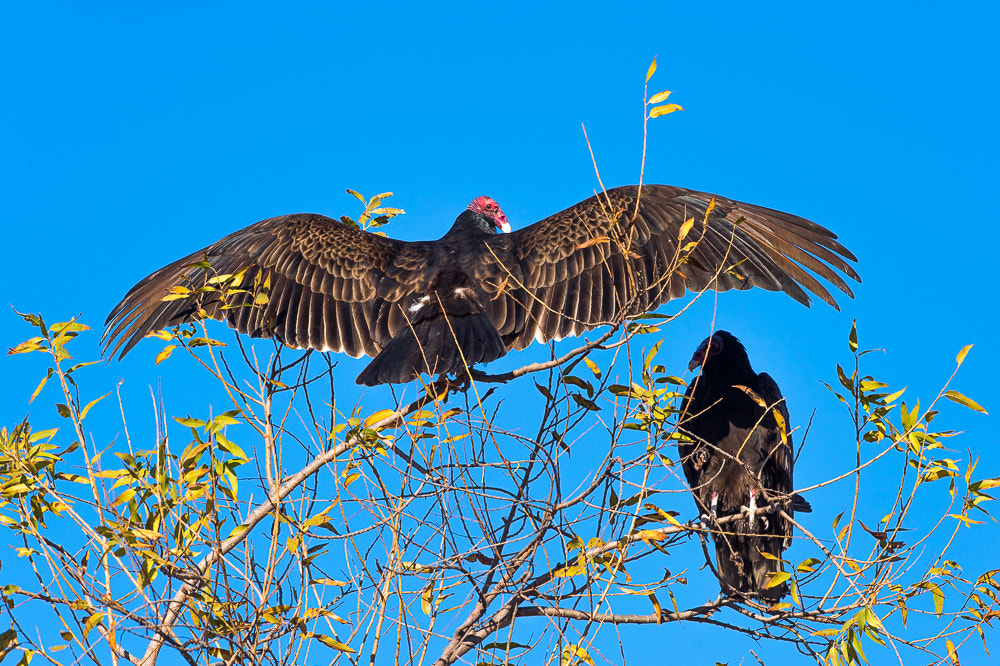 Nikon AF-S Nikkor 200-500mm F5.6E ED VR sample photo. Turkey vulture (buzzard) wingspan photography