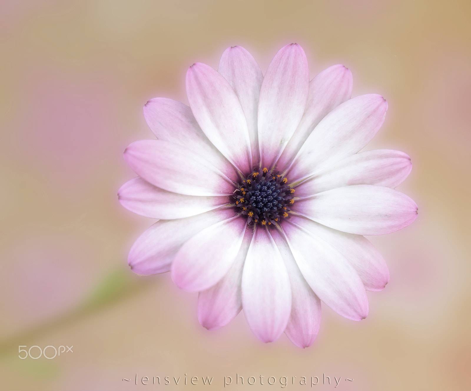 Sigma 105mm F2.8 EX DG Macro sample photo. :: photography