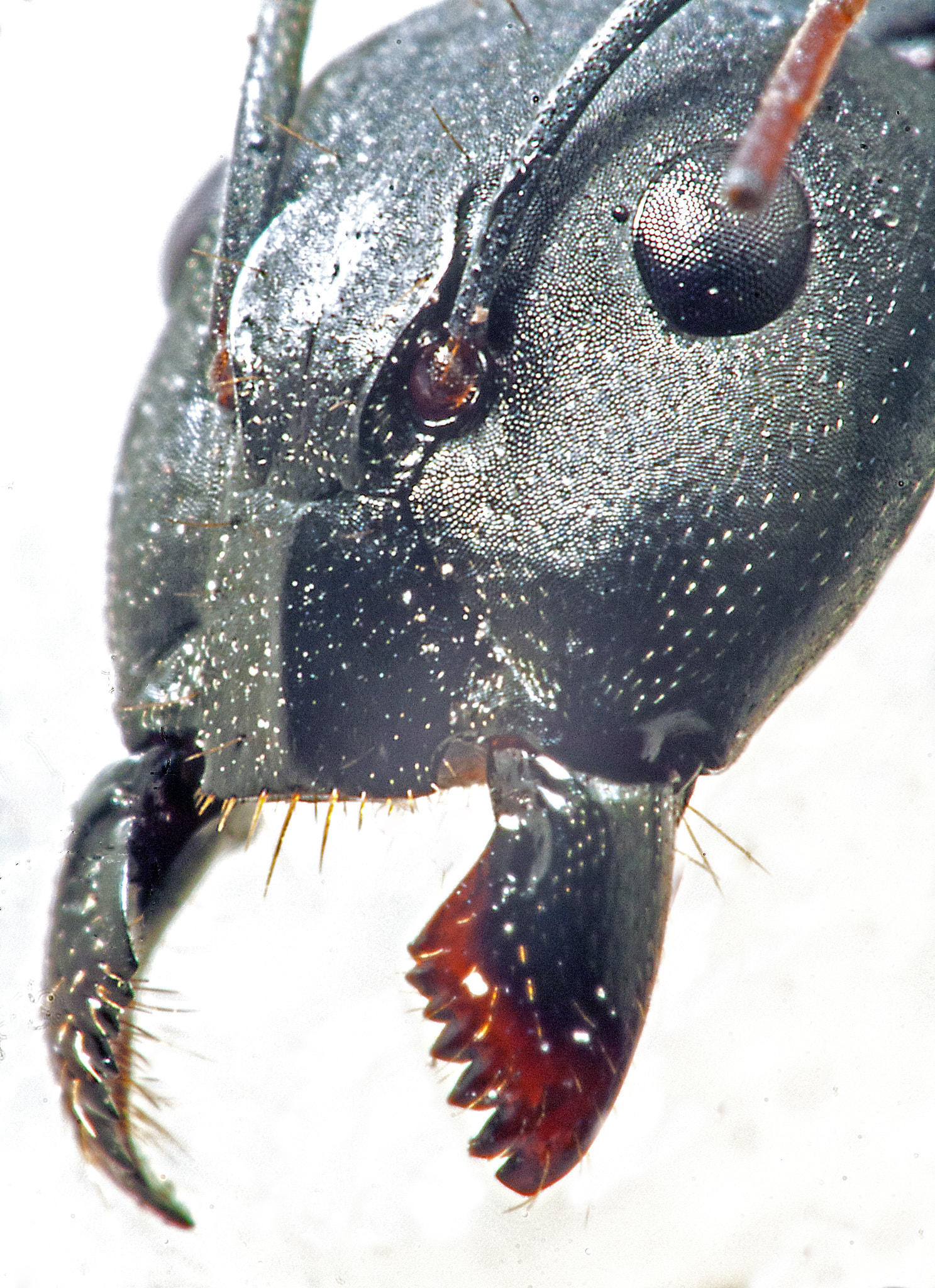 Canon EF 100mm F2.8 Macro USM sample photo. Ant head photography