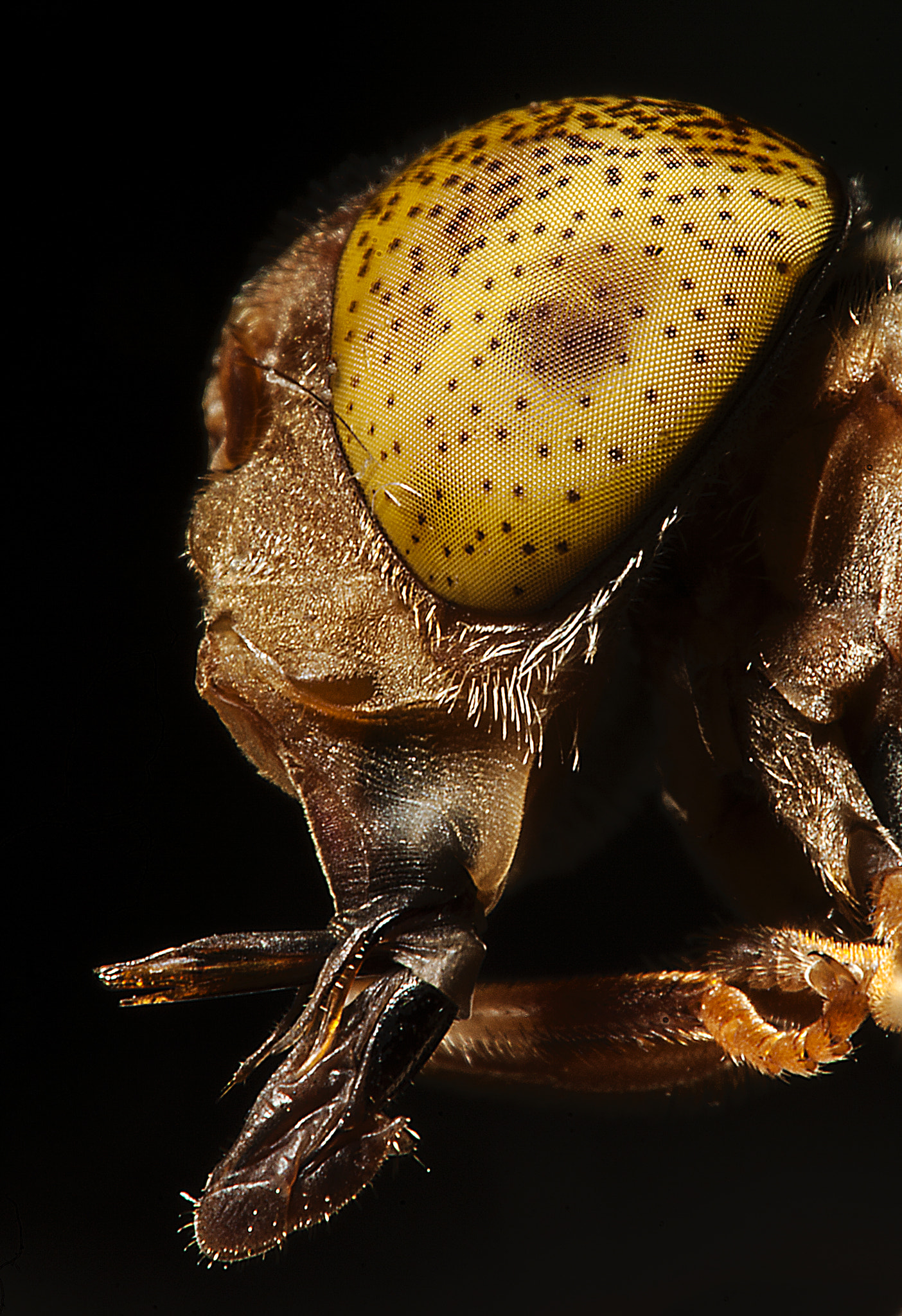 Canon EF 100mm F2.8 Macro USM sample photo. Speckle photography