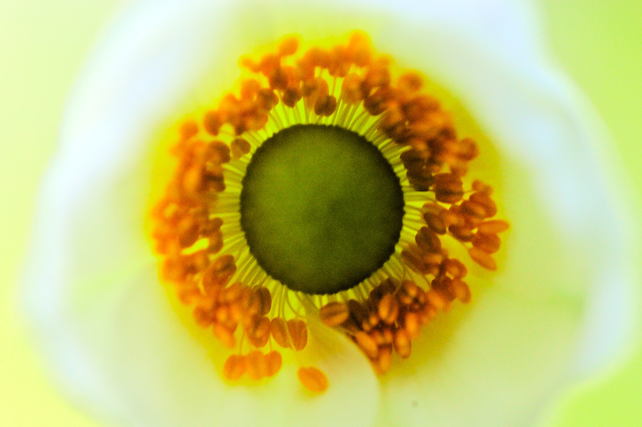 Canon EOS 60D + Sigma 105mm F2.8 EX DG Macro sample photo. Third eyes photography