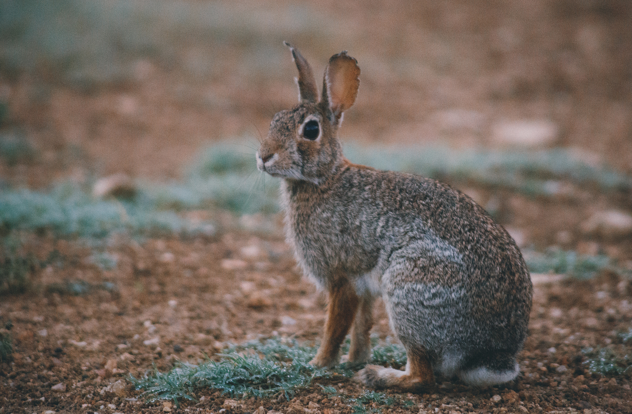 Canon EF 75-300mm F4.0-5.6 IS USM sample photo. Cottontail pt 2. photography