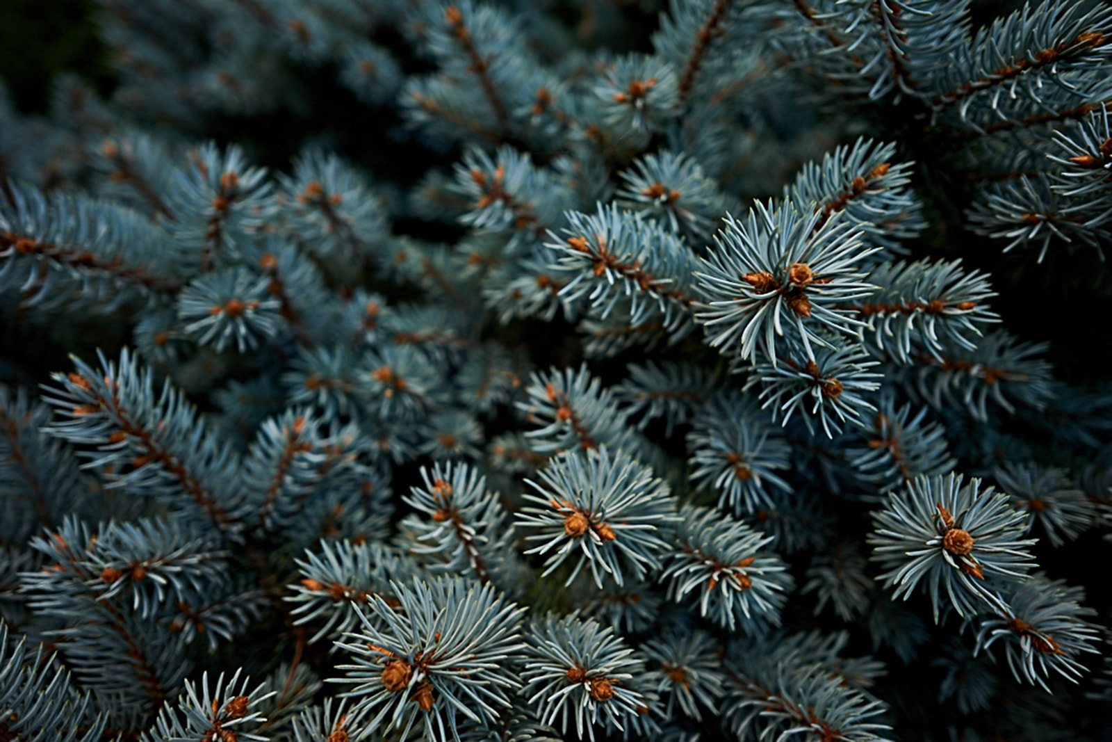 Fujifilm X-A1 + Fujifilm XF 14mm F2.8 R sample photo. Blue pine photography