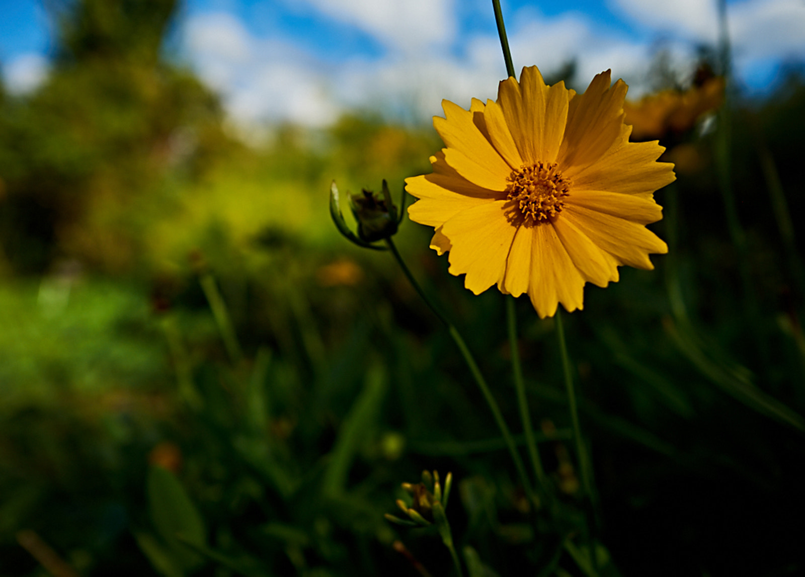 Fujifilm X-A1 + Fujifilm XF 14mm F2.8 R sample photo. Simple yellow flower photography