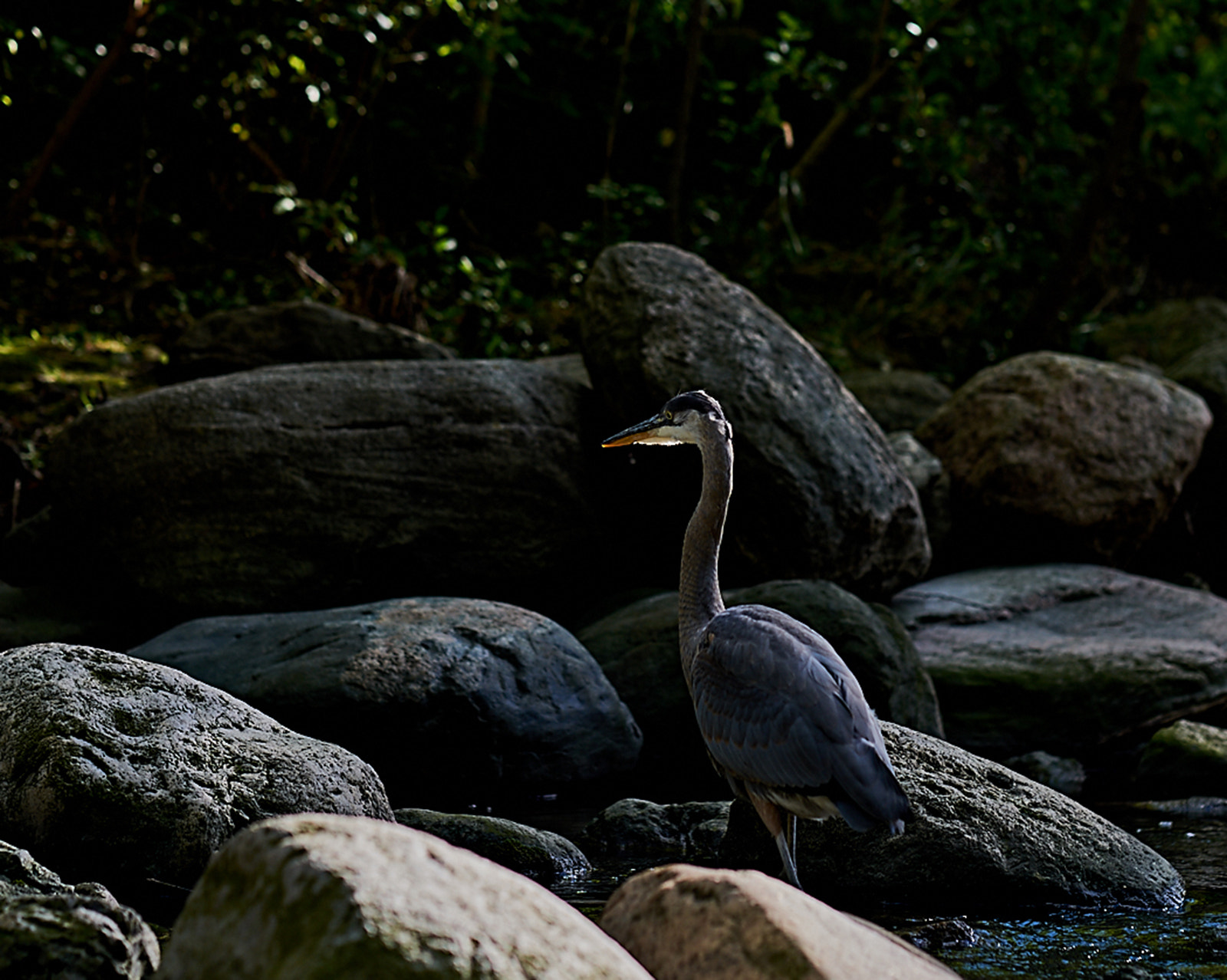 Fujifilm X-A1 + Fujifilm XF 56mm F1.2 R sample photo. Beautiful heron photography