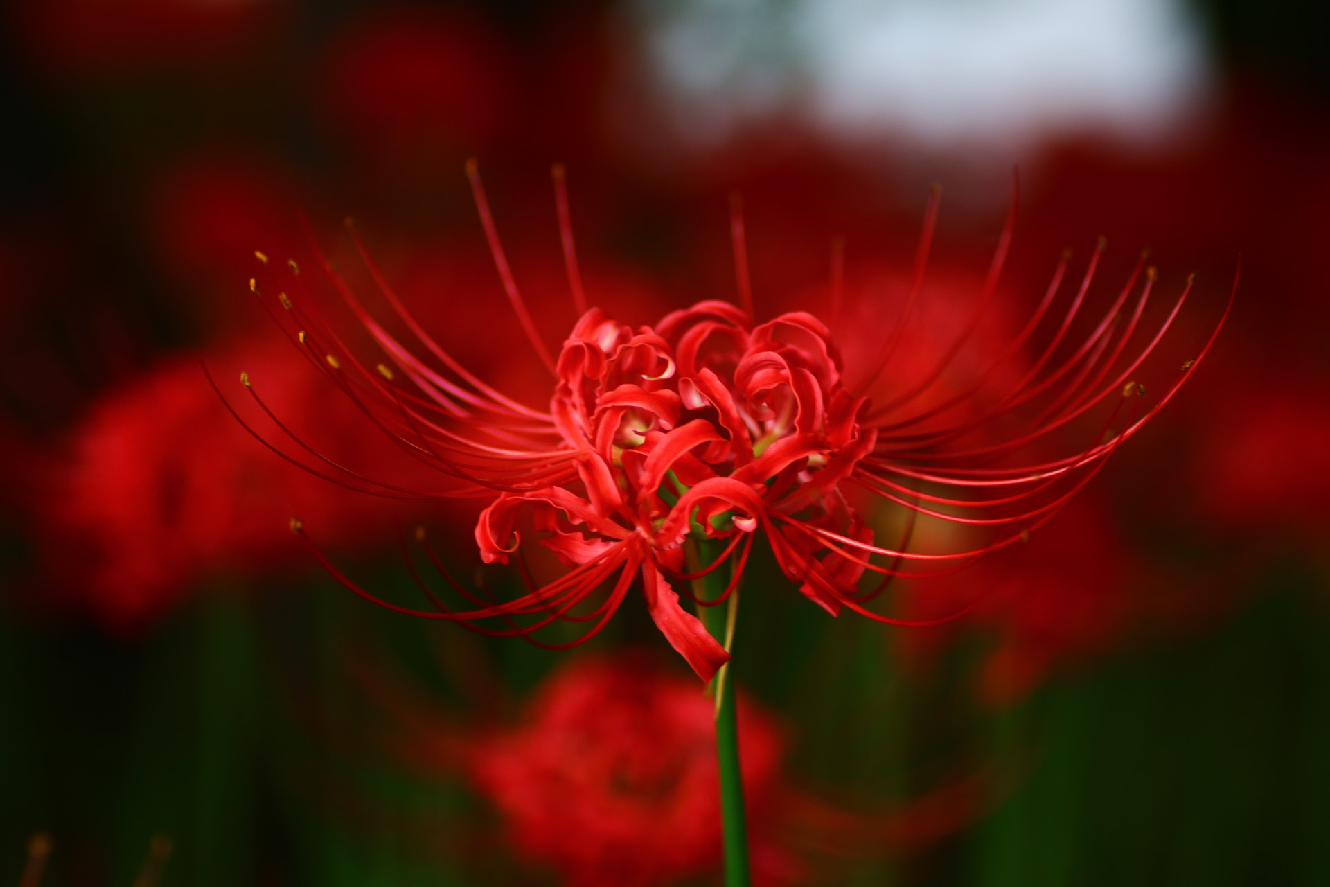 Canon EOS 750D (EOS Rebel T6i / EOS Kiss X8i) + Tamron SP AF 90mm F2.8 Di Macro sample photo. Red spider lily  photography