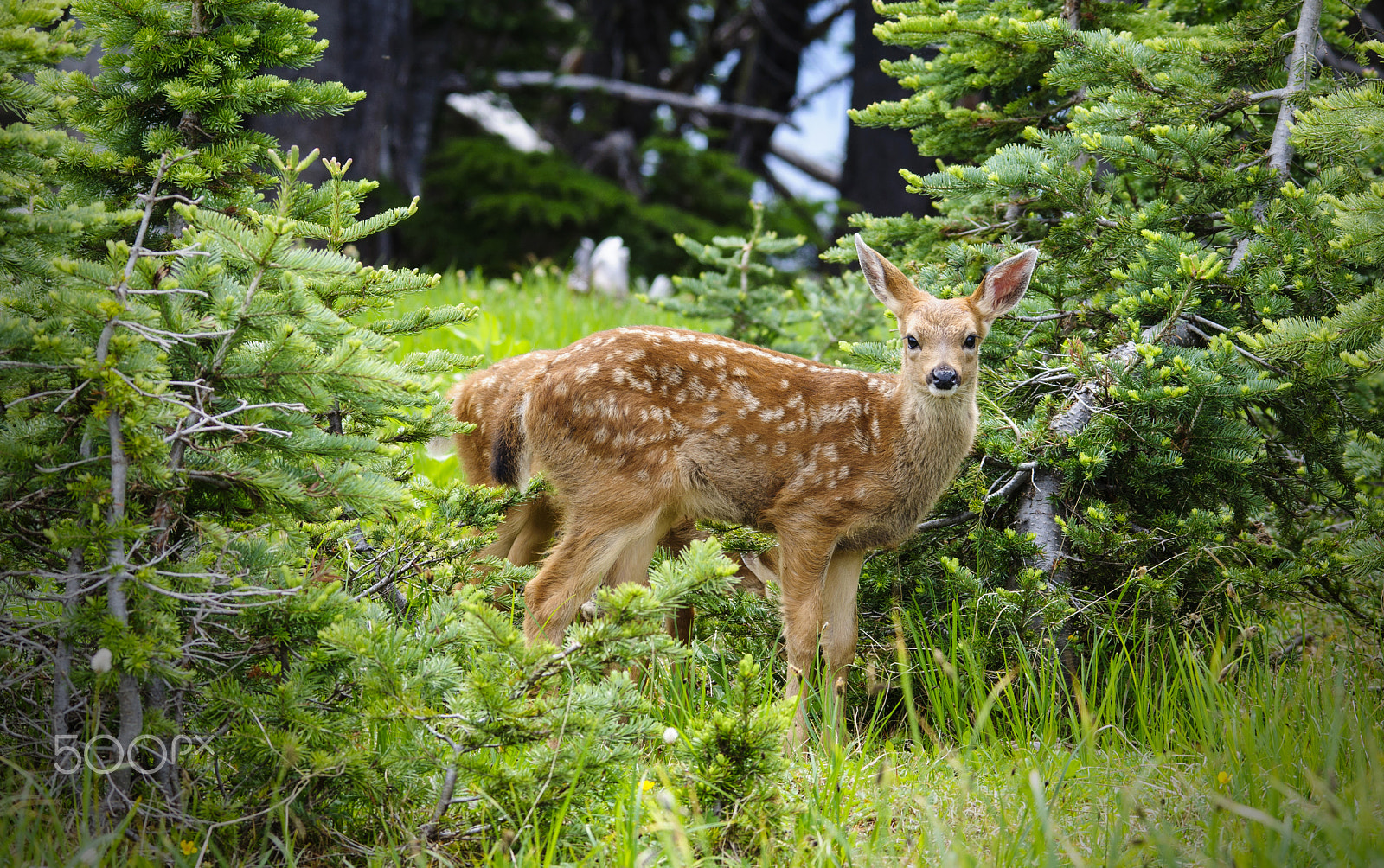 Nikon D5000 + Sigma 150-500mm F5-6.3 DG OS HSM sample photo. Fawn in the foliage photography