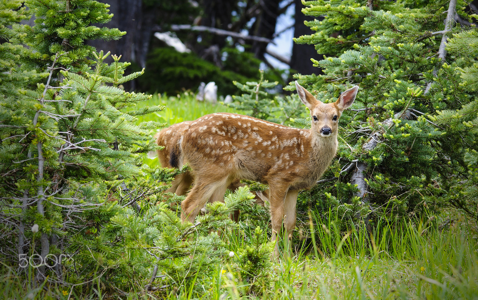 Sigma 150-500mm F5-6.3 DG OS HSM sample photo. Fawn in the foliage photography