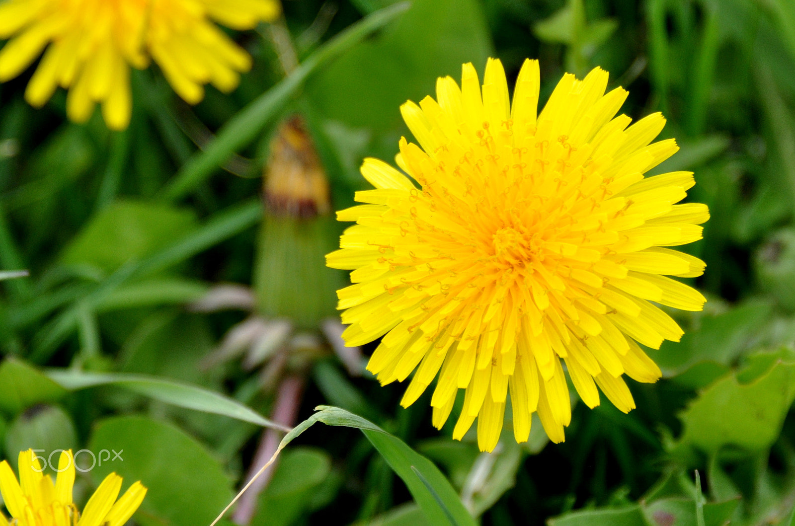 Nikon D5000 sample photo. Yellow photography
