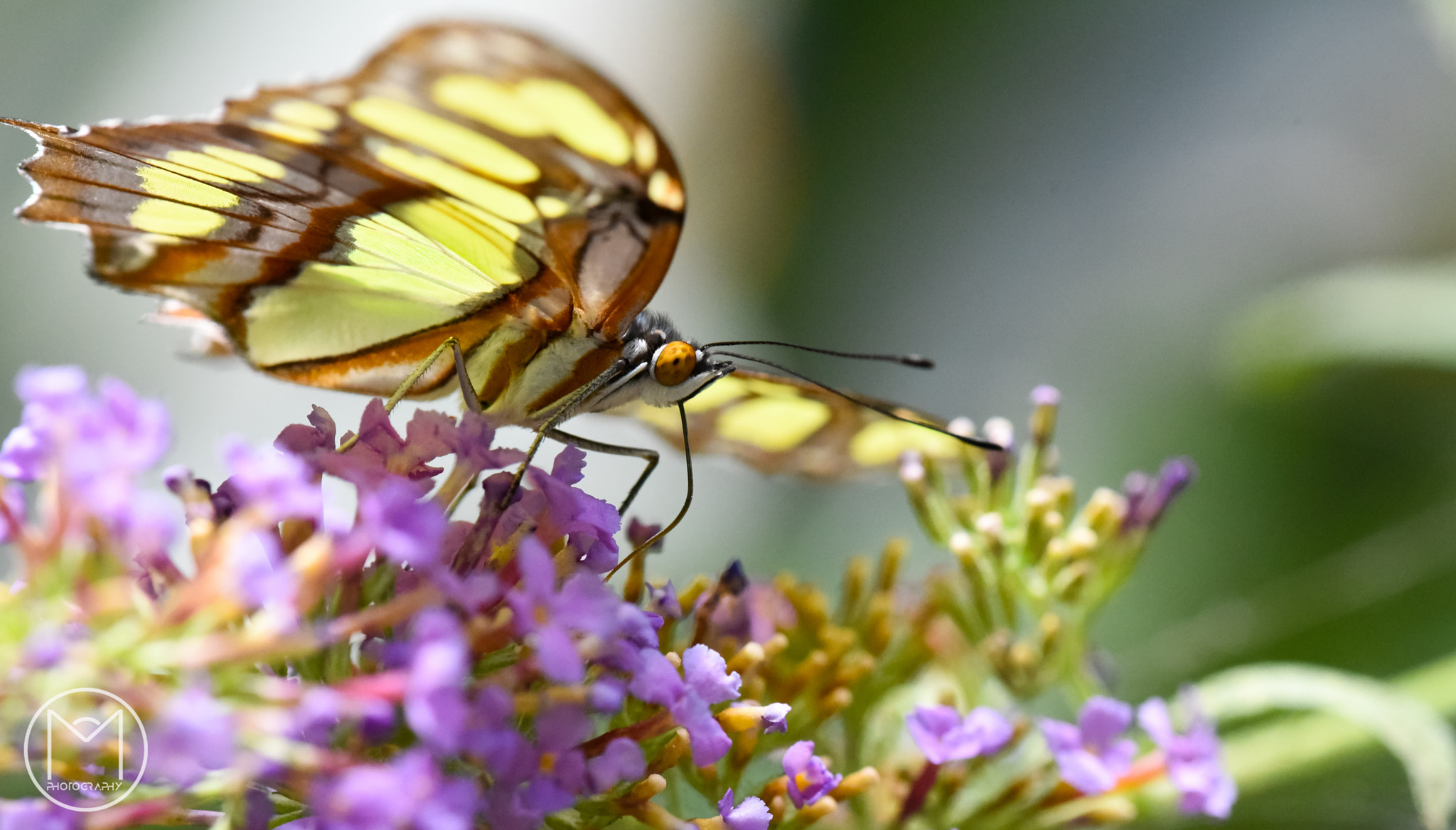 Nikon D750 + Nikon AF Micro-Nikkor 200mm F4D ED-IF sample photo. Butterfly! photography