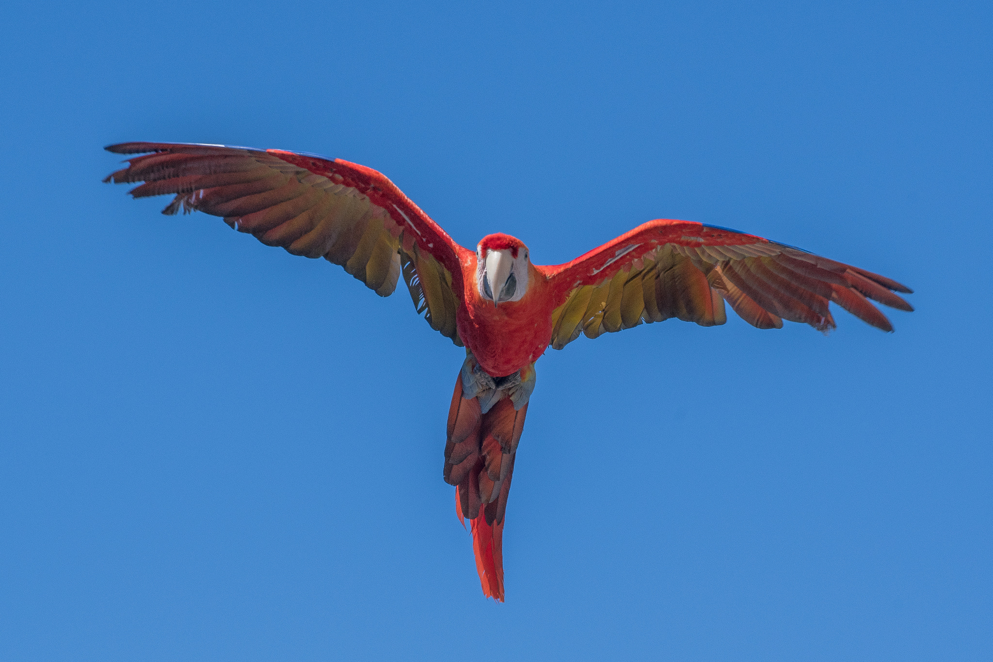 Nikon D500 + Tamron SP 70-300mm F4-5.6 Di VC USD sample photo. Macaw flying photography