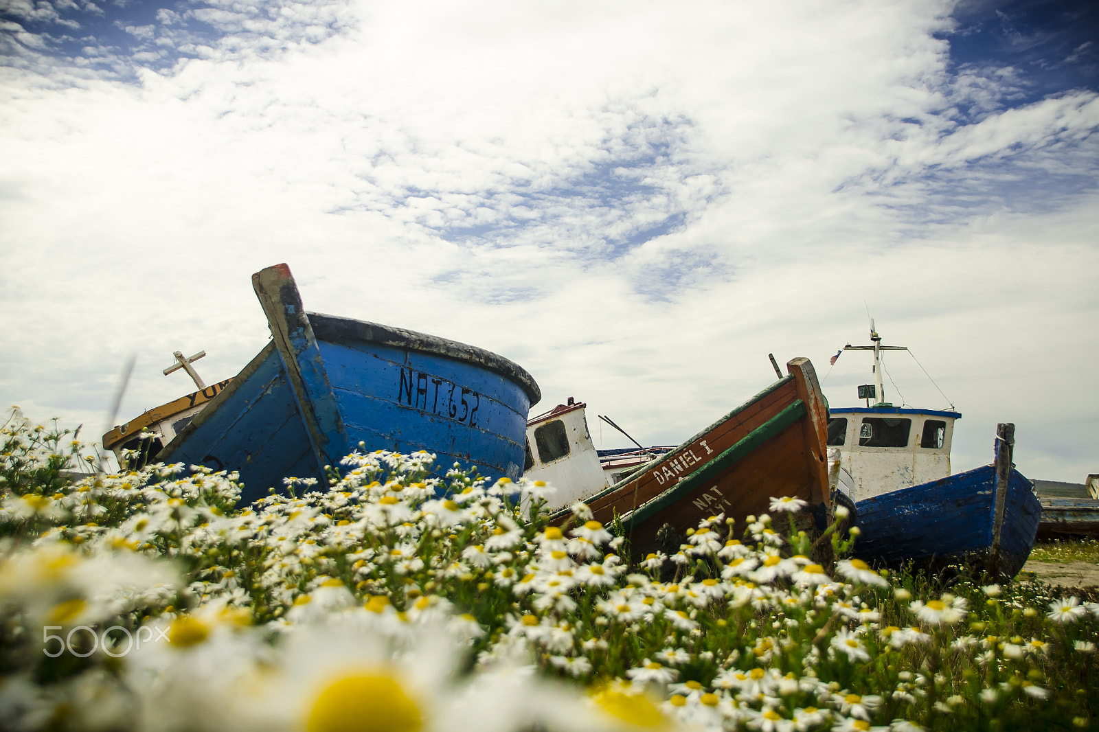 Nikon D5100 + Nikon PC-E Nikkor 24mm F3.5D ED Tilt-Shift sample photo. Sea ​​of ​​flowers photography