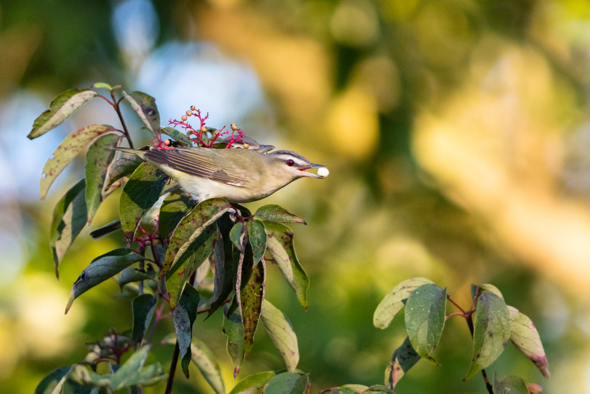 Canon EF 200-400mm F4L IS USM Extender 1.4x sample photo. Red-eyed vireo photography