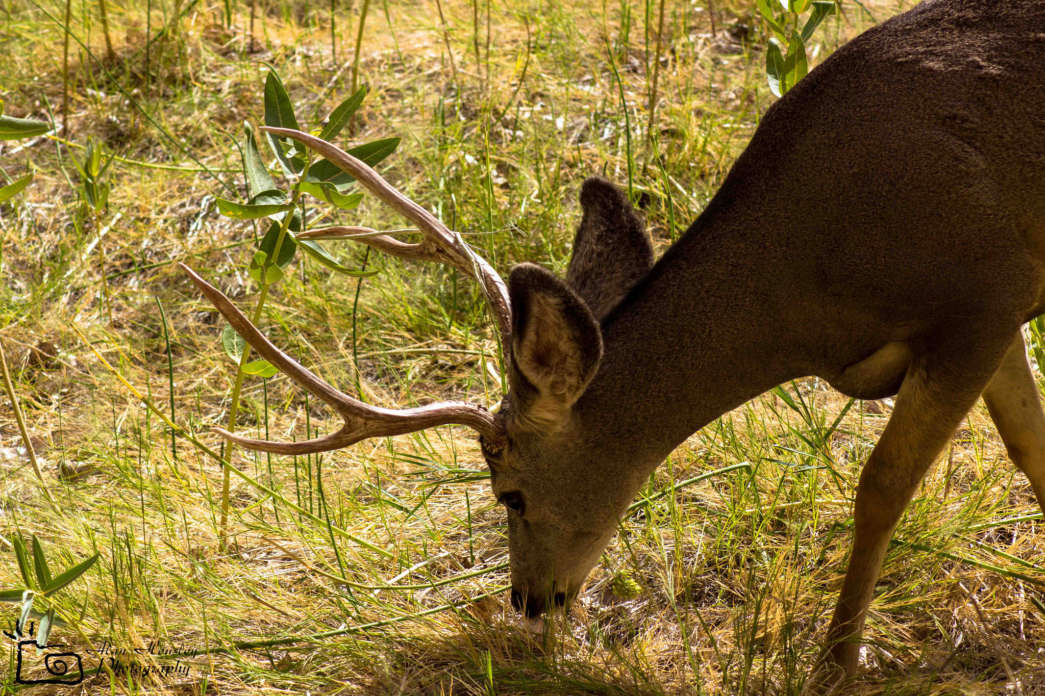 Canon EOS 550D (EOS Rebel T2i / EOS Kiss X4) sample photo. Deer grazing photography