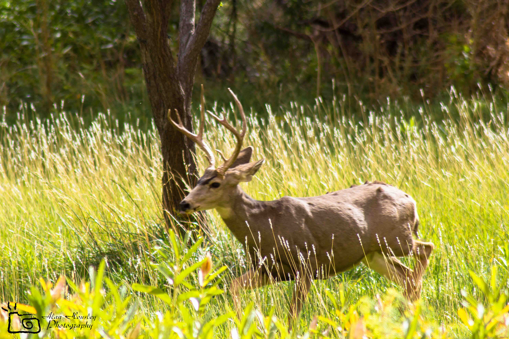 Canon EOS 550D (EOS Rebel T2i / EOS Kiss X4) + Tamron AF 70-300mm F4-5.6 Di LD Macro sample photo. A buck by a tree photography