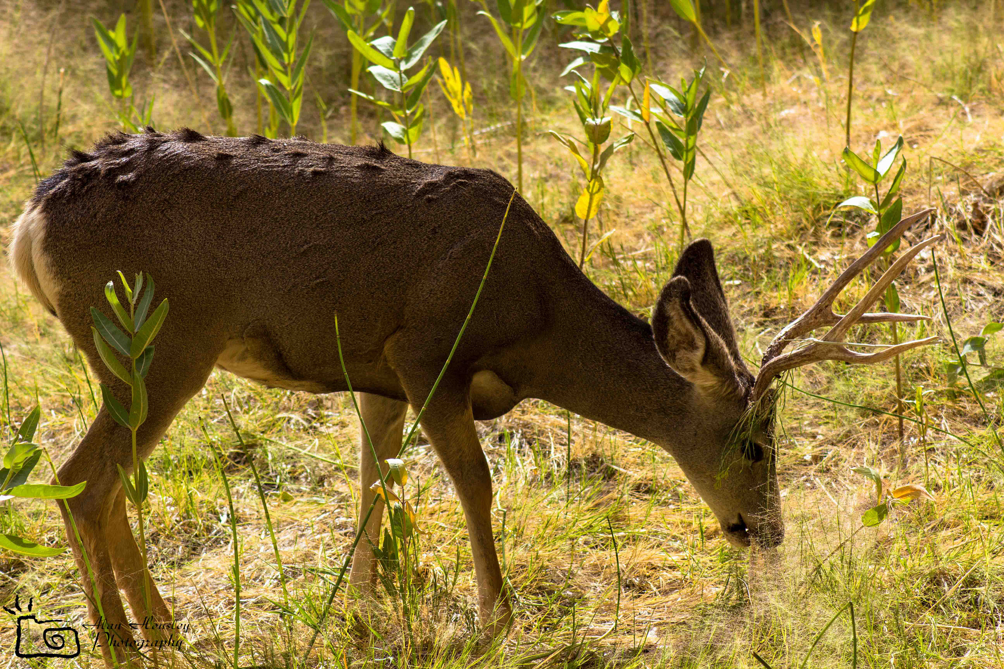 Canon EOS 550D (EOS Rebel T2i / EOS Kiss X4) sample photo. White tail deer photography