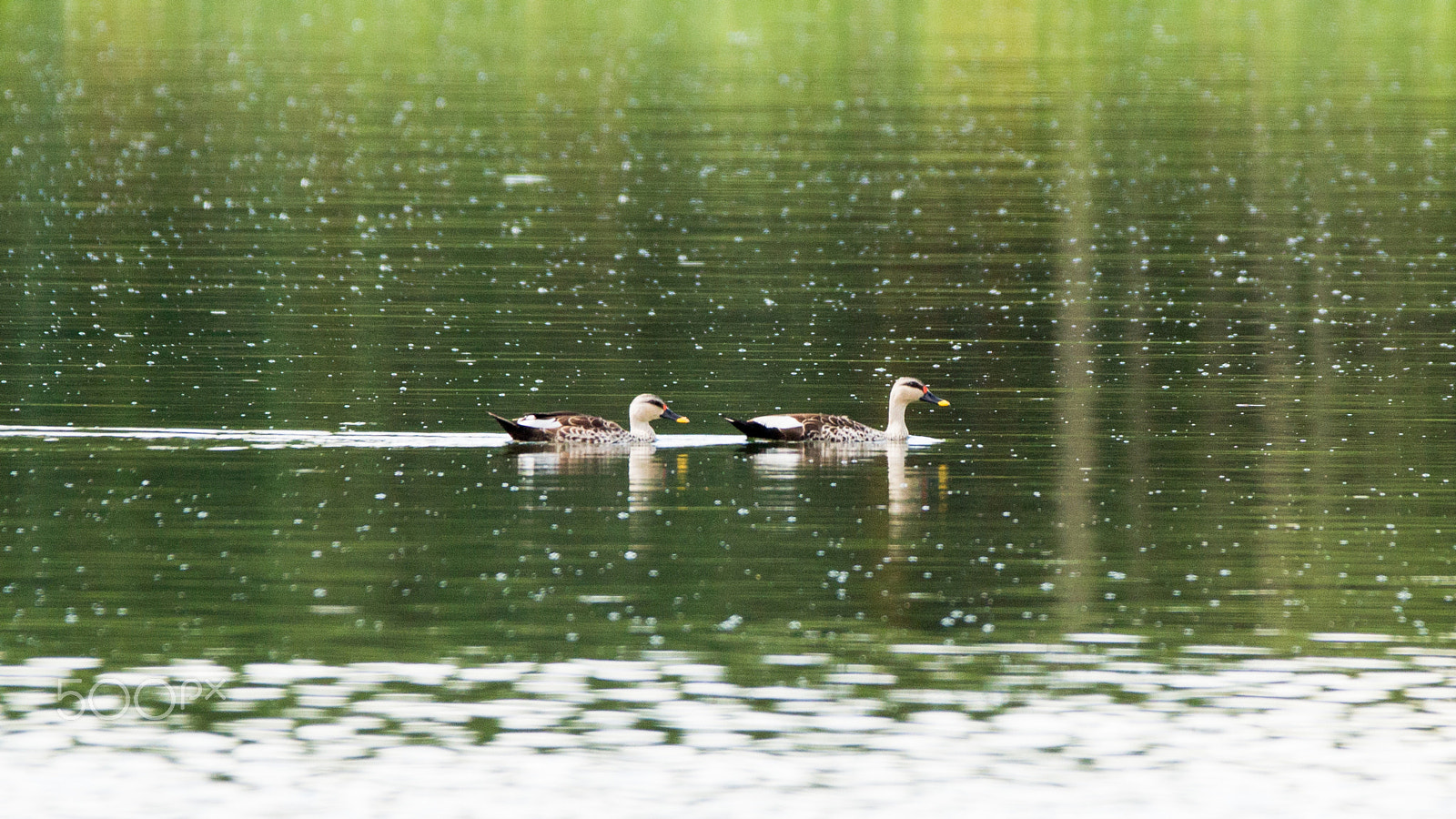 150-600mm F5-6.3 DG OS HSM | Contemporary 015 sample photo. Img photography