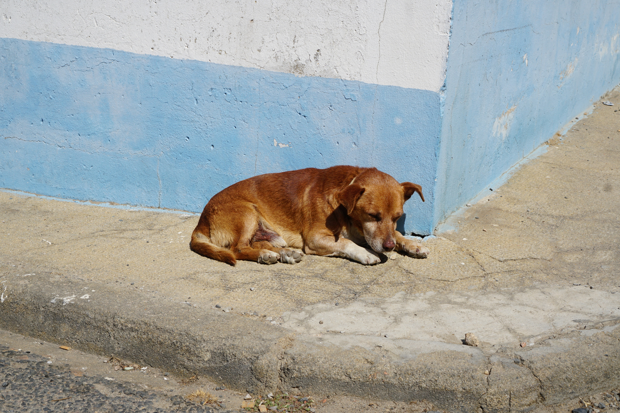 Sony a6300 + Sony E 35mm F1.8 OSS sample photo. Street dog photography