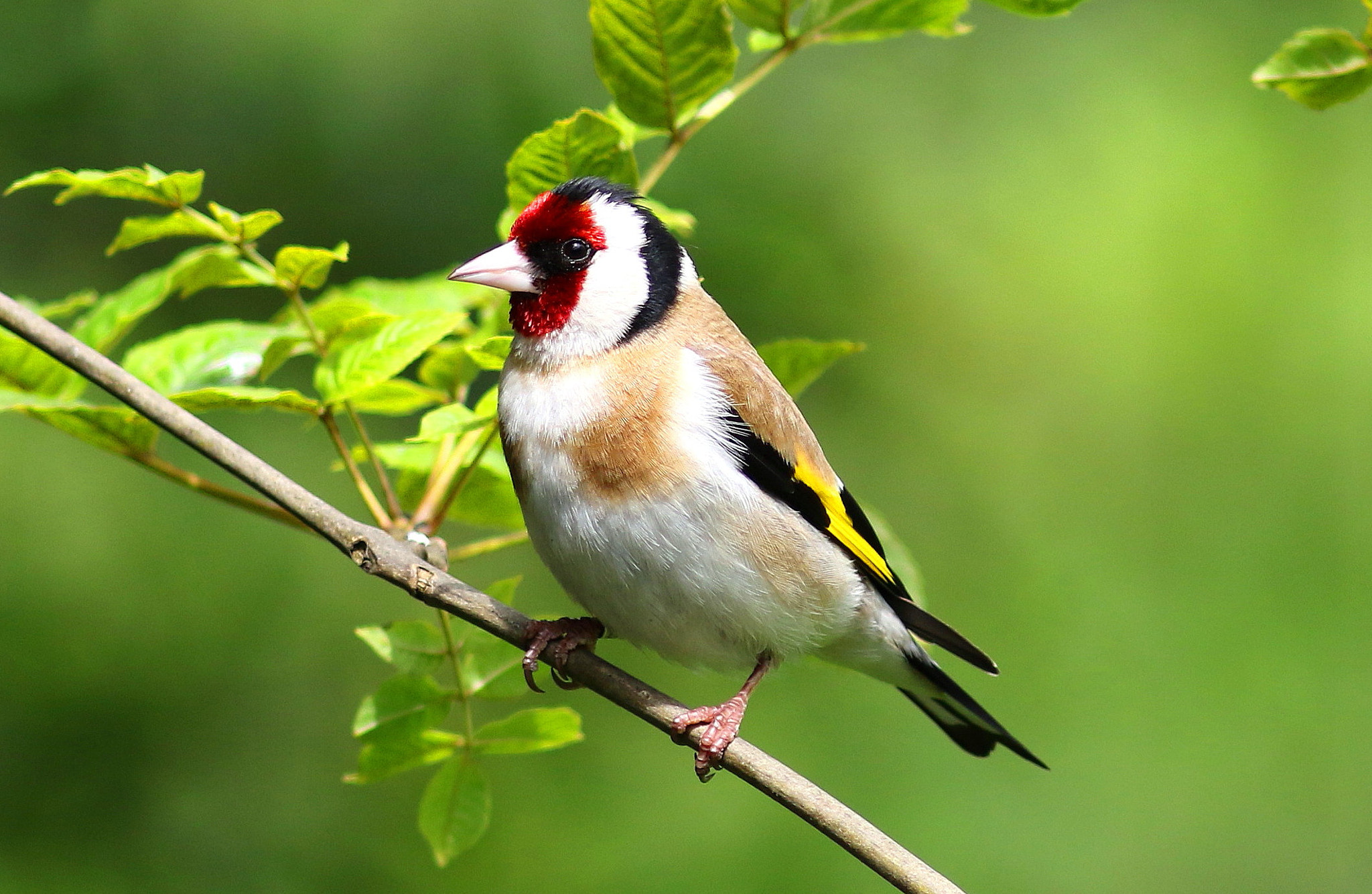 Canon EF 300mm F4L IS USM sample photo. Goldfinch photography