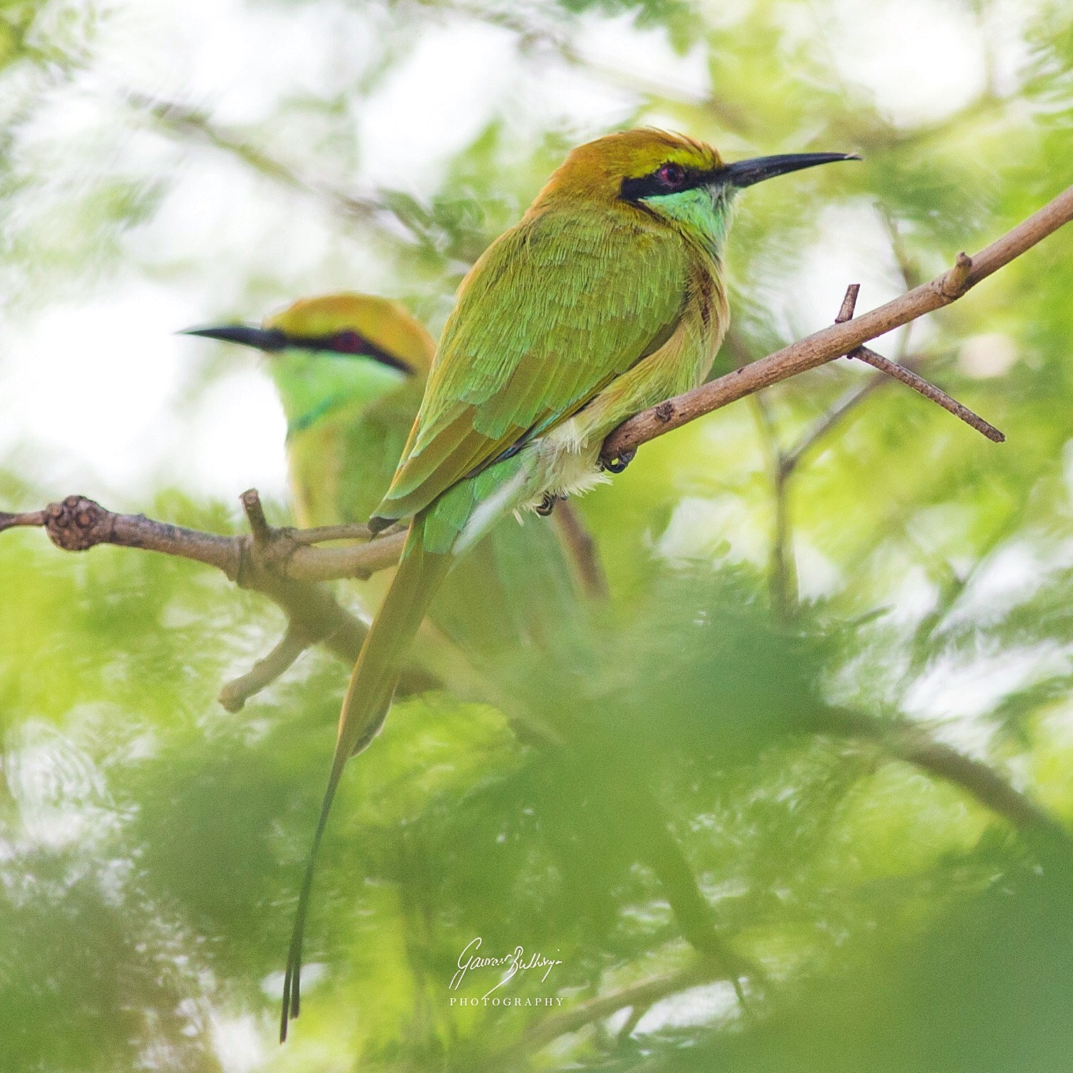 Canon EOS 6D + Canon EF 400mm F5.6L USM sample photo. Green bee eater photography