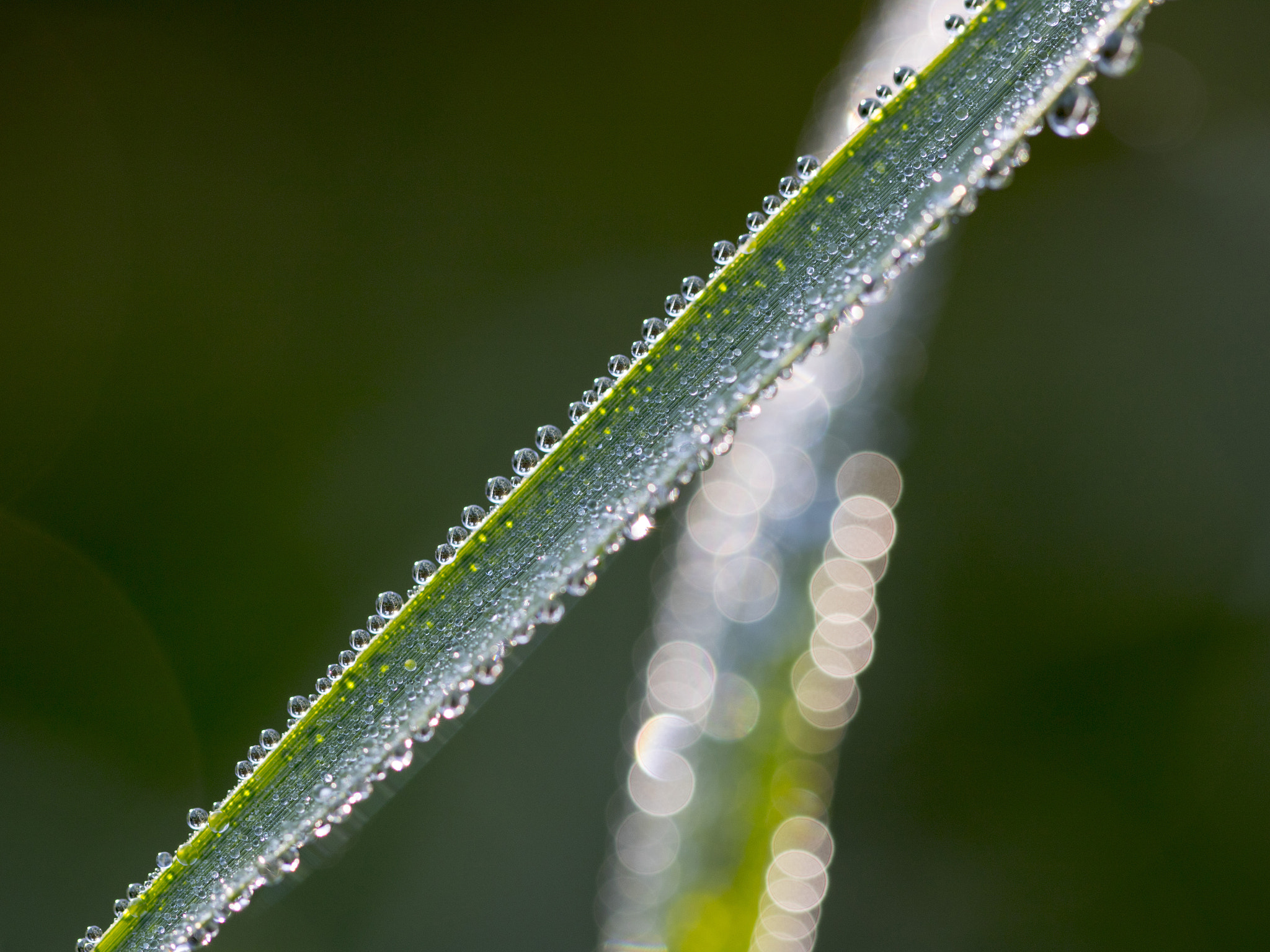 Canon EOS 750D (EOS Rebel T6i / EOS Kiss X8i) + Canon EF 100mm F2.8L Macro IS USM sample photo. Dew drops photography