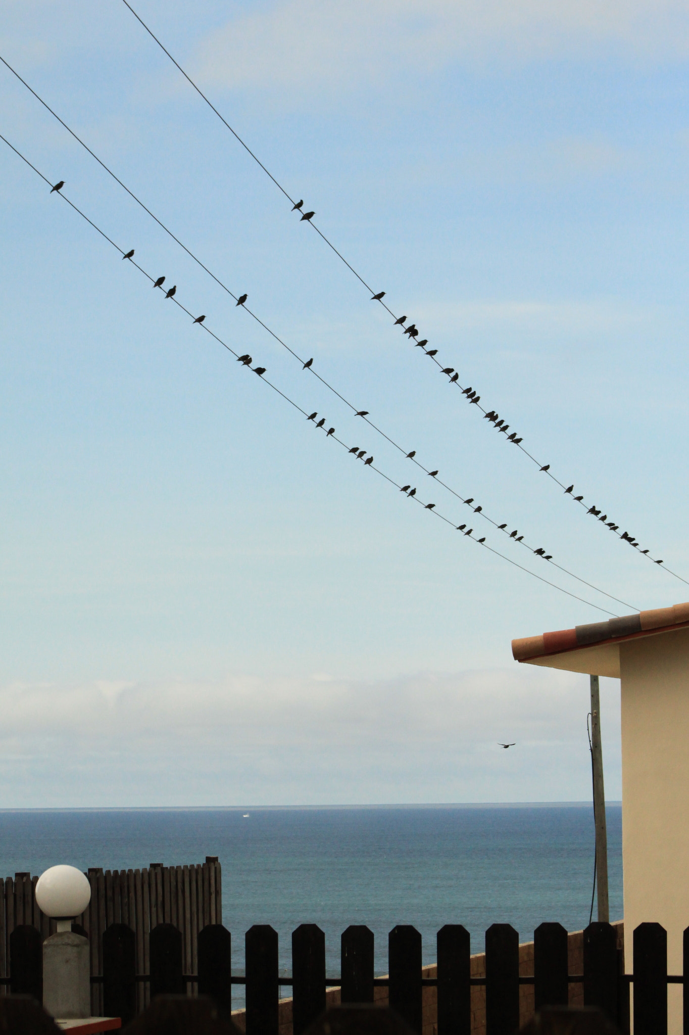 Canon EOS 500D (EOS Rebel T1i / EOS Kiss X3) + EF75-300mm f/4-5.6 sample photo. Birds photography