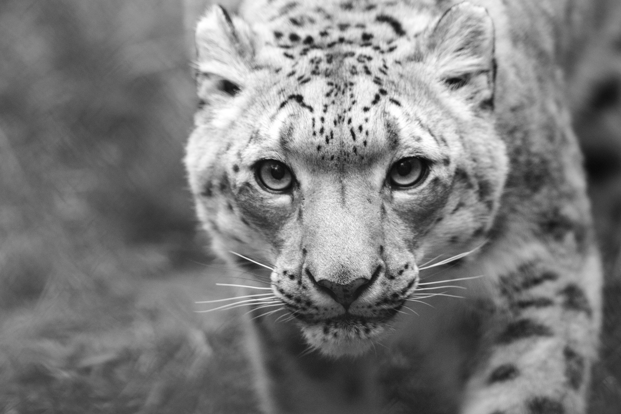 Canon EOS 7D Mark II + Canon EF 300mm F2.8L IS II USM sample photo. Leopard photography