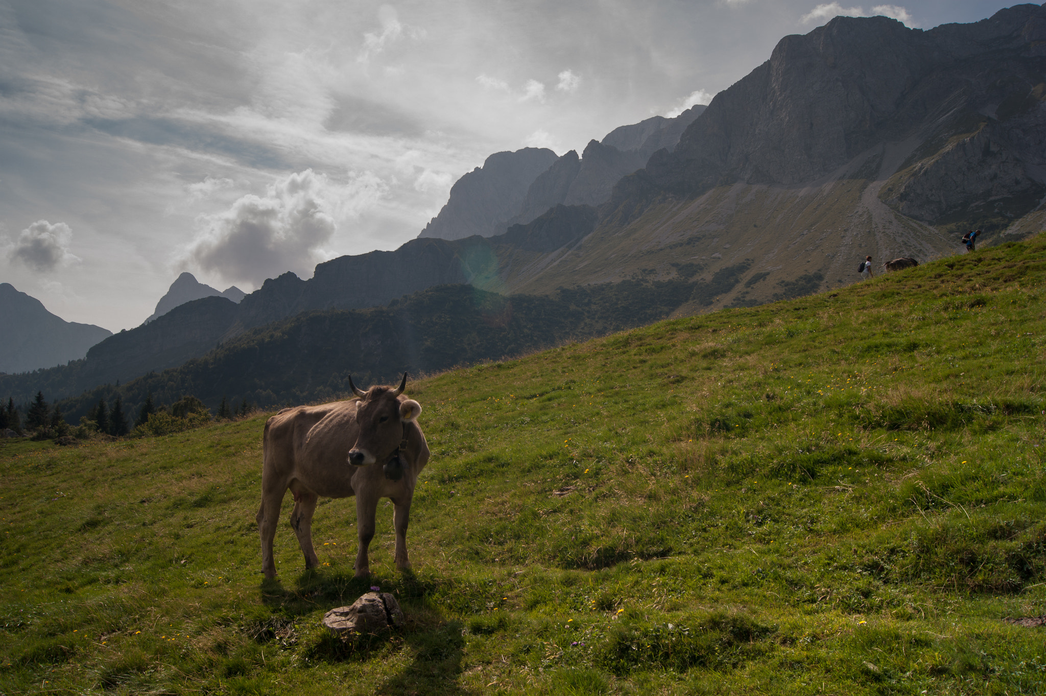 Sony Alpha DSLR-A390 + Sony DT 18-55mm F3.5-5.6 SAM sample photo. Cow photography