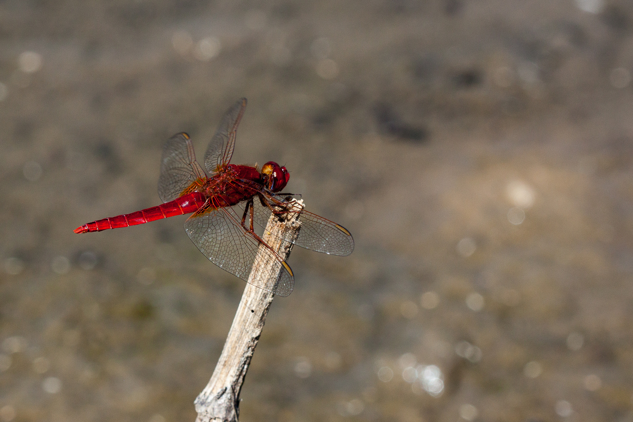 Canon EF 100mm F2.8 Macro USM sample photo. Libellule photography