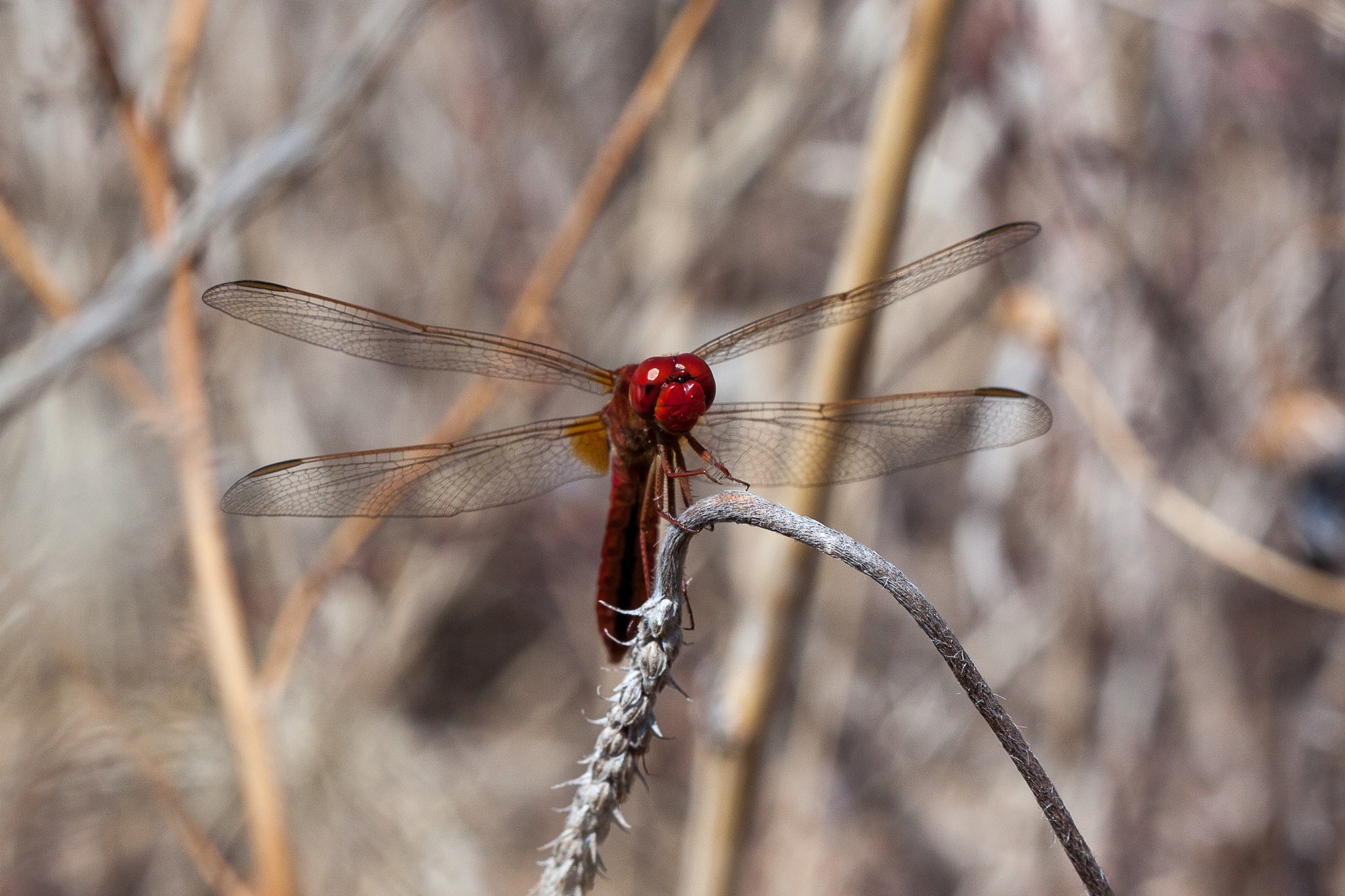 Canon EF 100mm F2.8 Macro USM sample photo. Libellule photography
