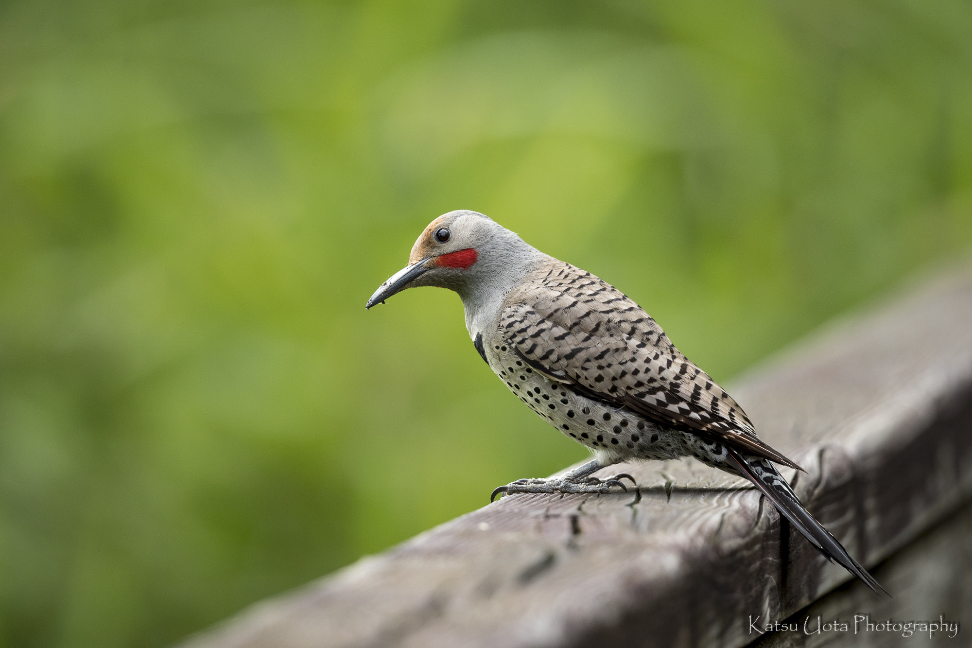 Canon EF 500mm F4L IS II USM sample photo. Northern flicker photography