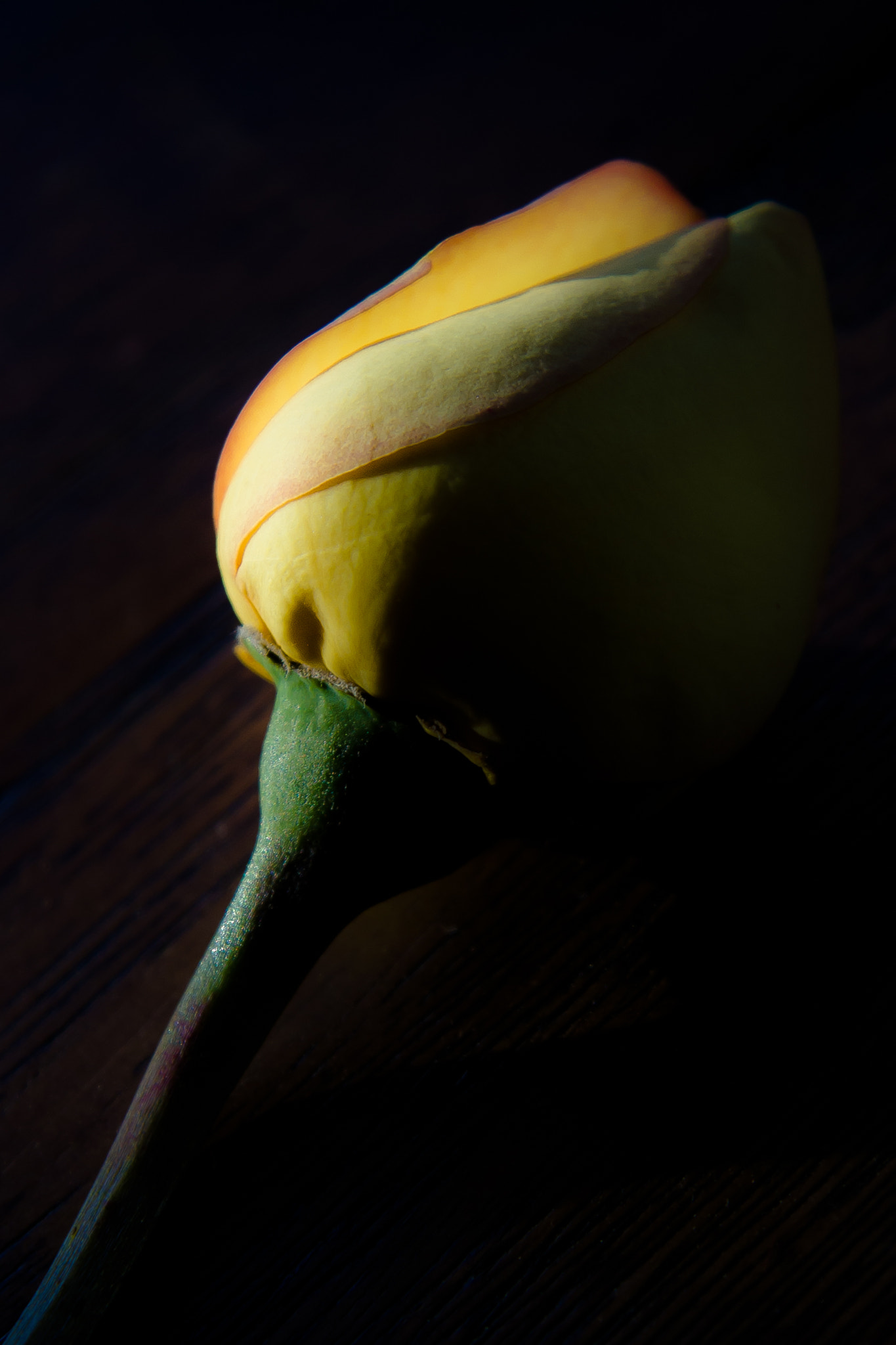 Canon EF-S 17-85mm F4-5.6 IS USM sample photo. One rose photography