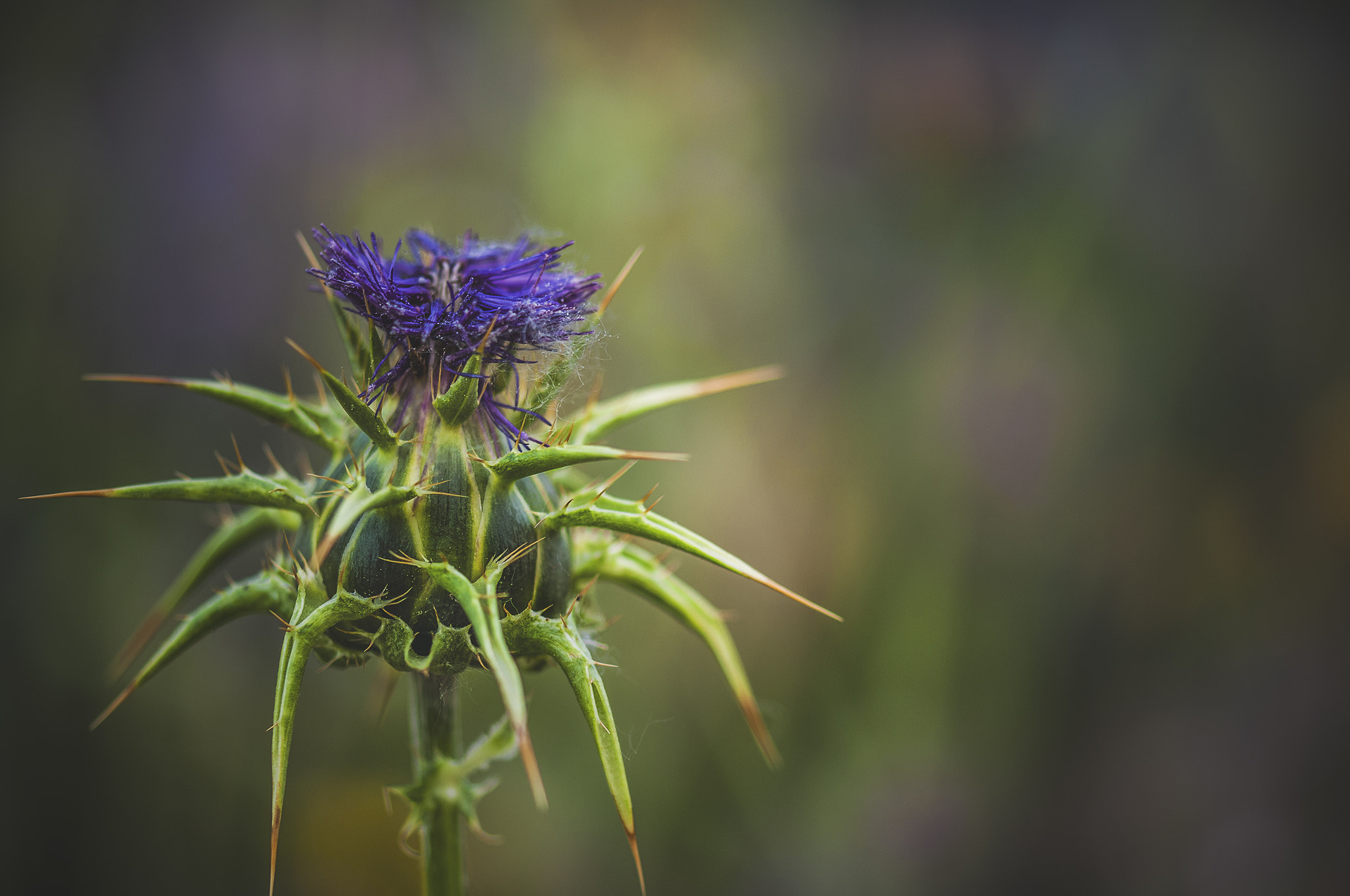 Sigma 105mm F2.8 EX DG OS HSM sample photo. Cardo001 photography