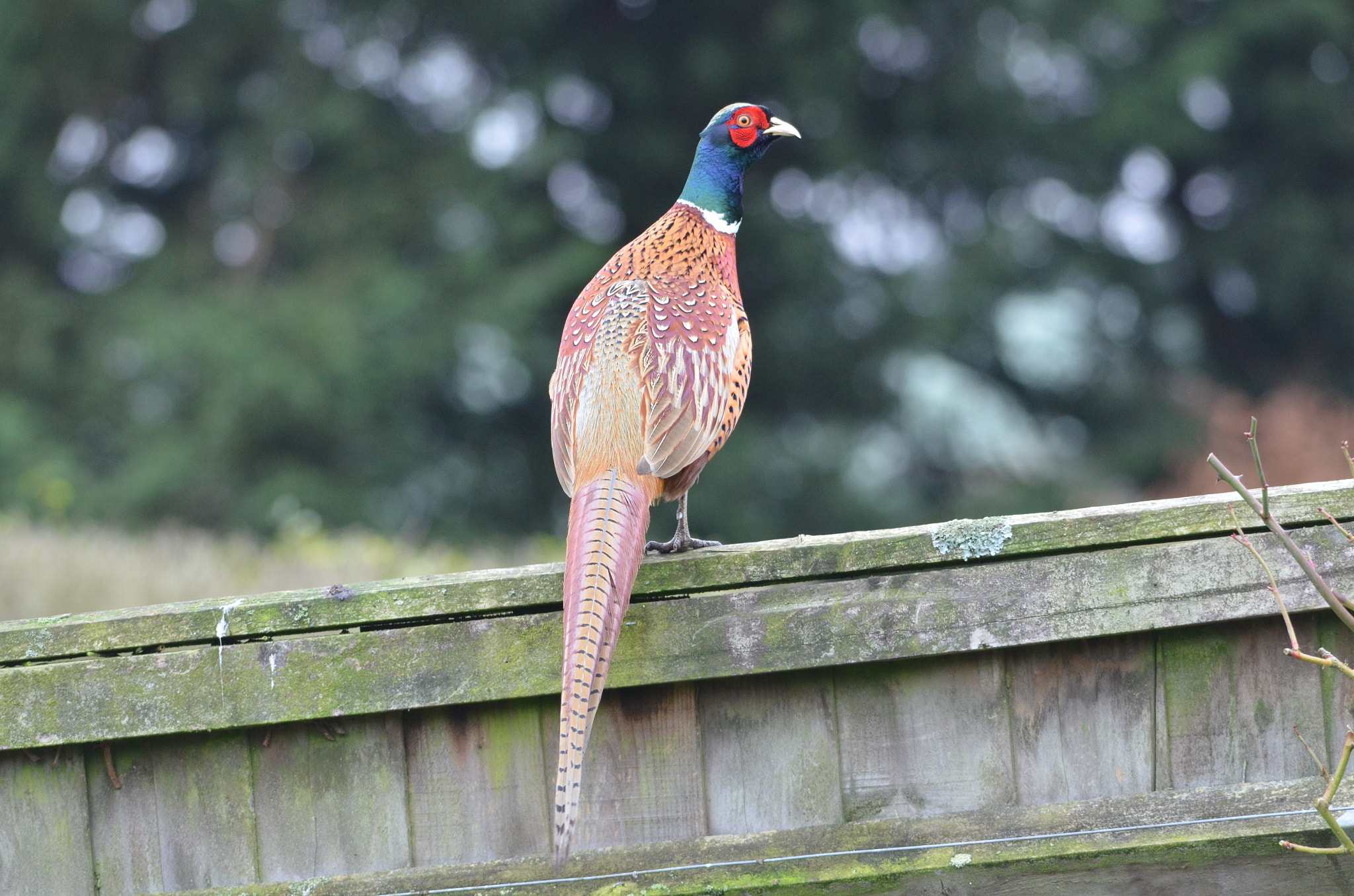 Sigma 150-500mm F5-6.3 DG OS HSM sample photo. Fence pheasant photography