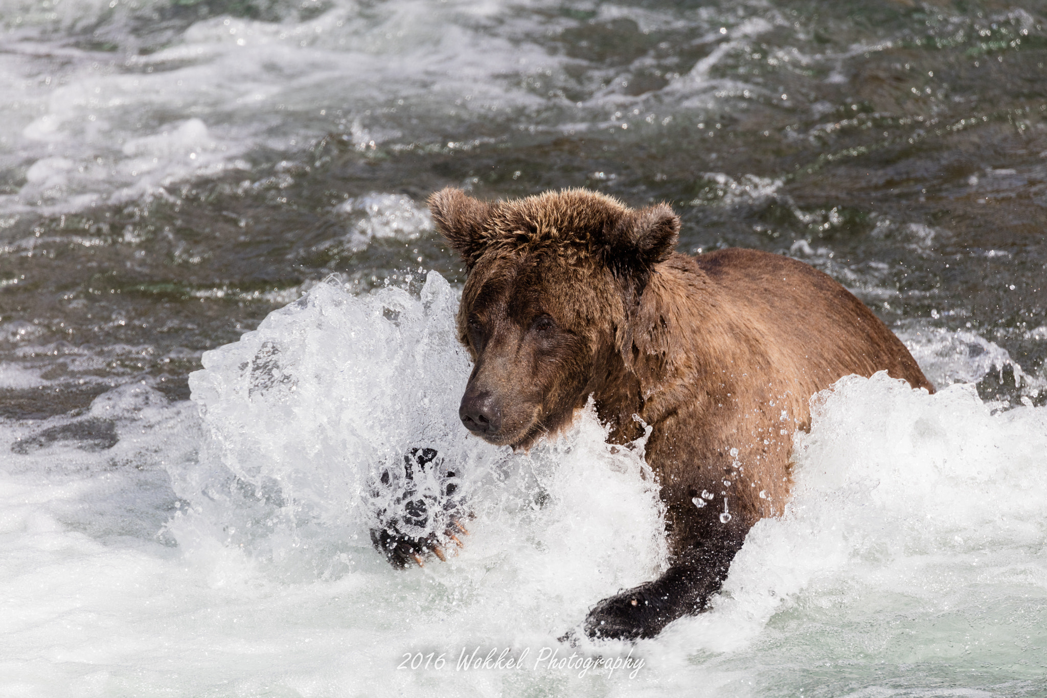 Canon EOS 5DS R + Canon EF 100-400mm F4.5-5.6L IS II USM sample photo. Grizzly bear photography