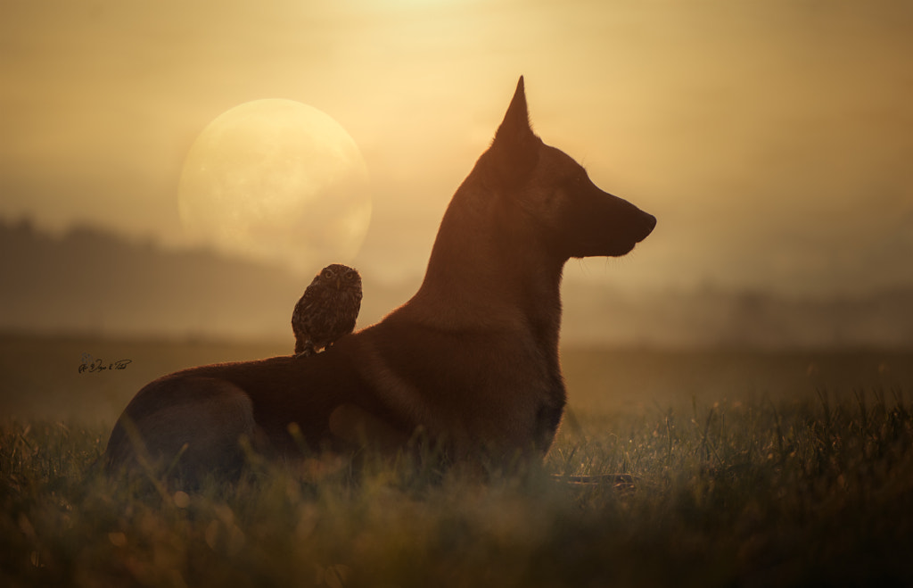 Sunglasses by Tanja Brandt on 500px.com