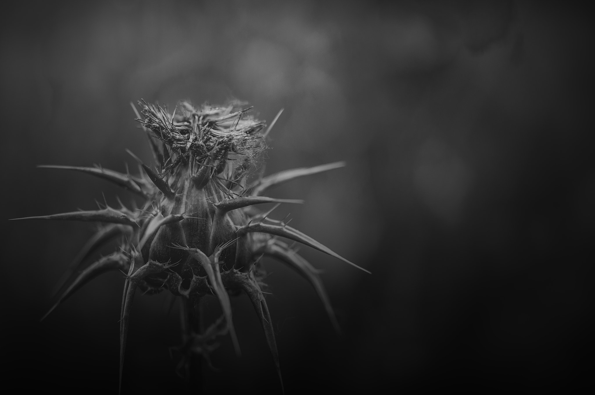 Sigma 105mm F2.8 EX DG OS HSM sample photo. Cardo002 photography