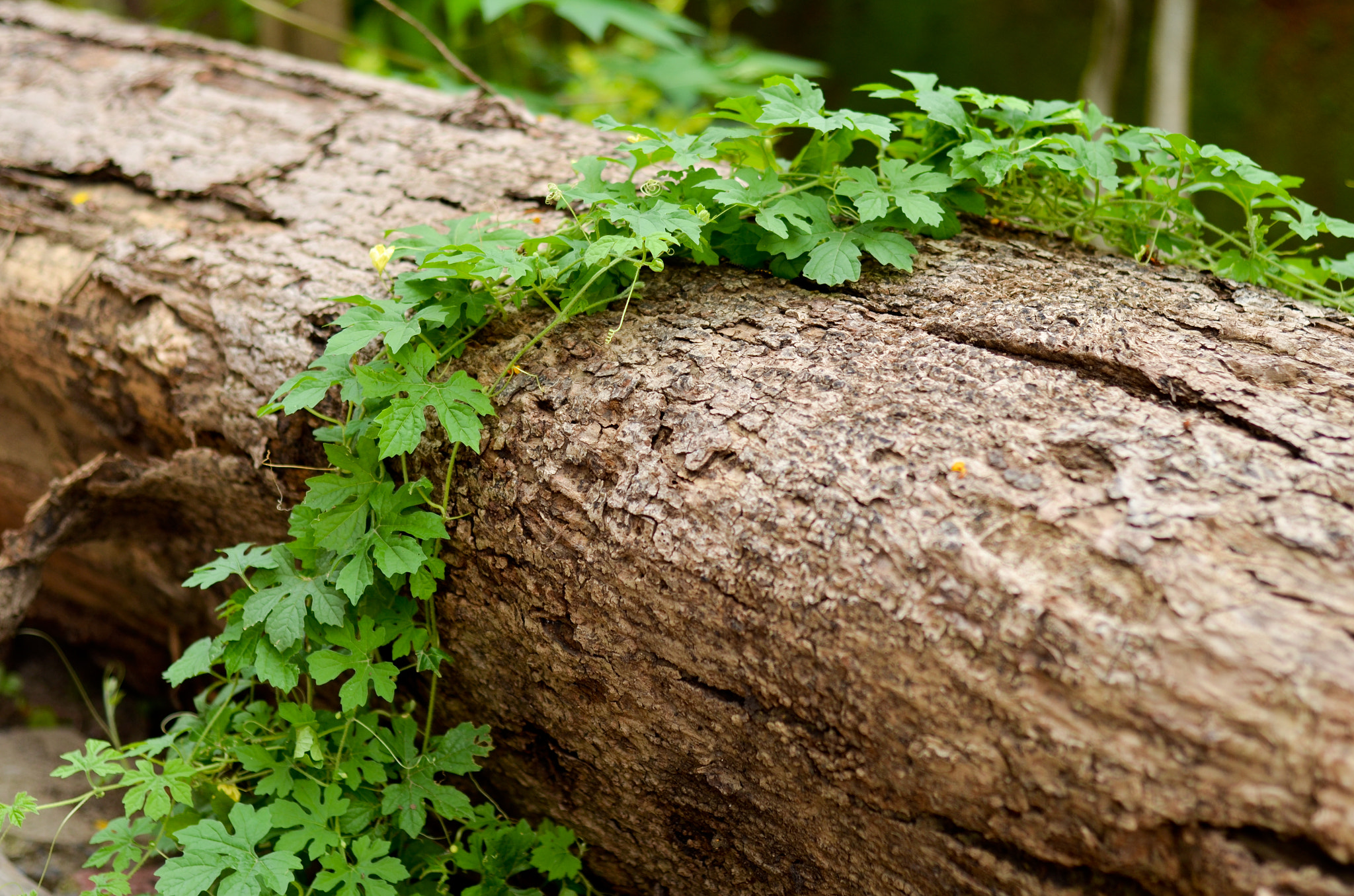Nikon AF-Nikkor 80-200mm F2.8D ED sample photo. The log photography