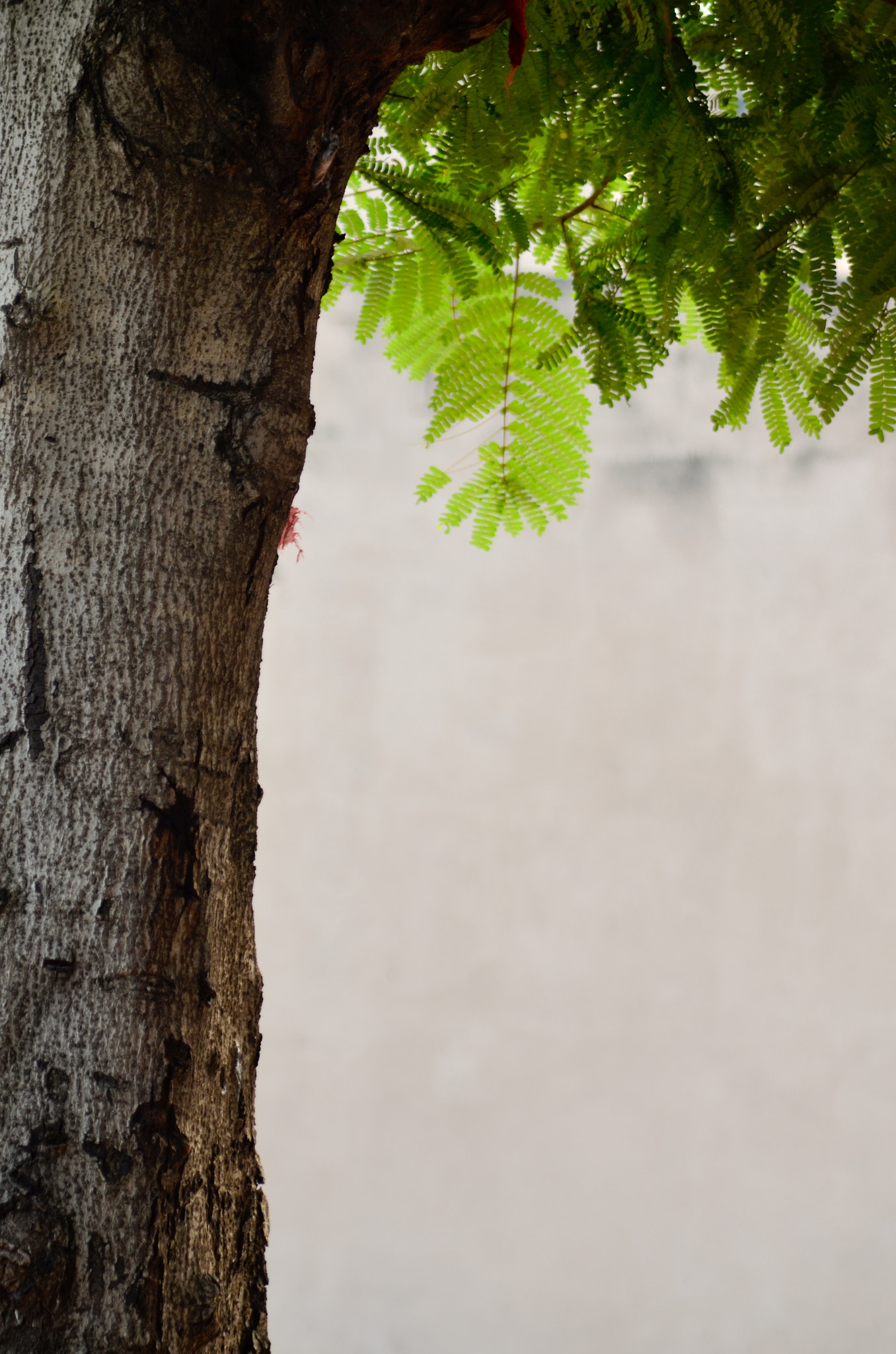 Nikon AF Nikkor 14mm F2.8D ED sample photo. The tree trunk photography